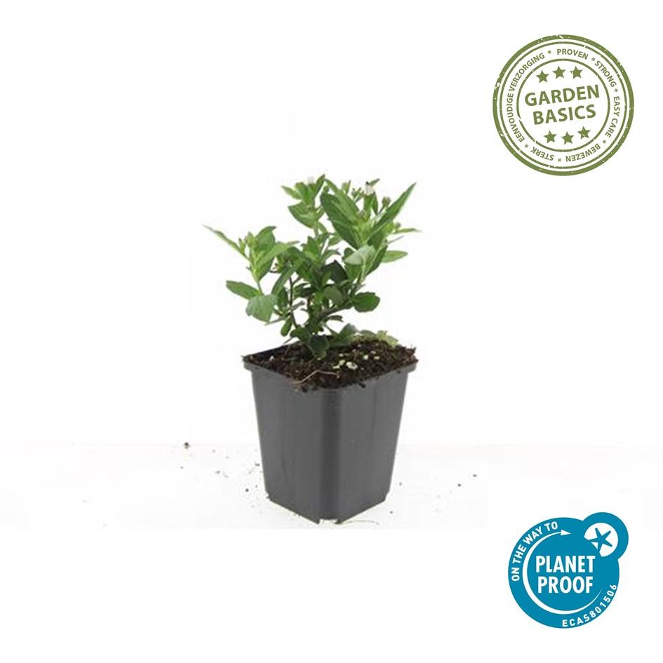 Asiatische Wildaster - Aster ageratoides 'Stardust' - ↕10-25cm - Ø9cm 48 Stück