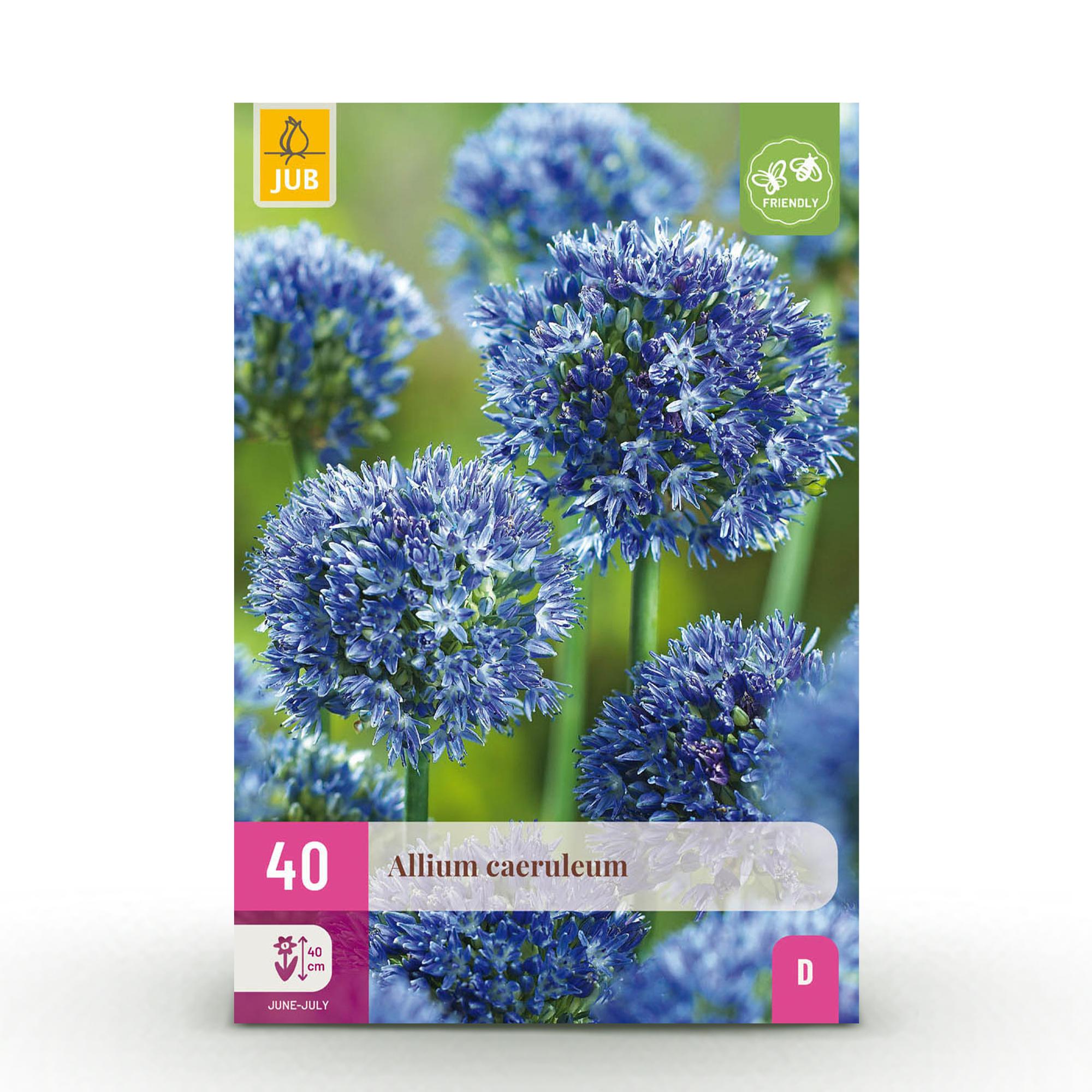 Zierlauch - Blumenzwiebeln - Allium Caeruleum - Farbe Blau - 40 Stück - Zwiebelgröße 4/5 - XXL Pack