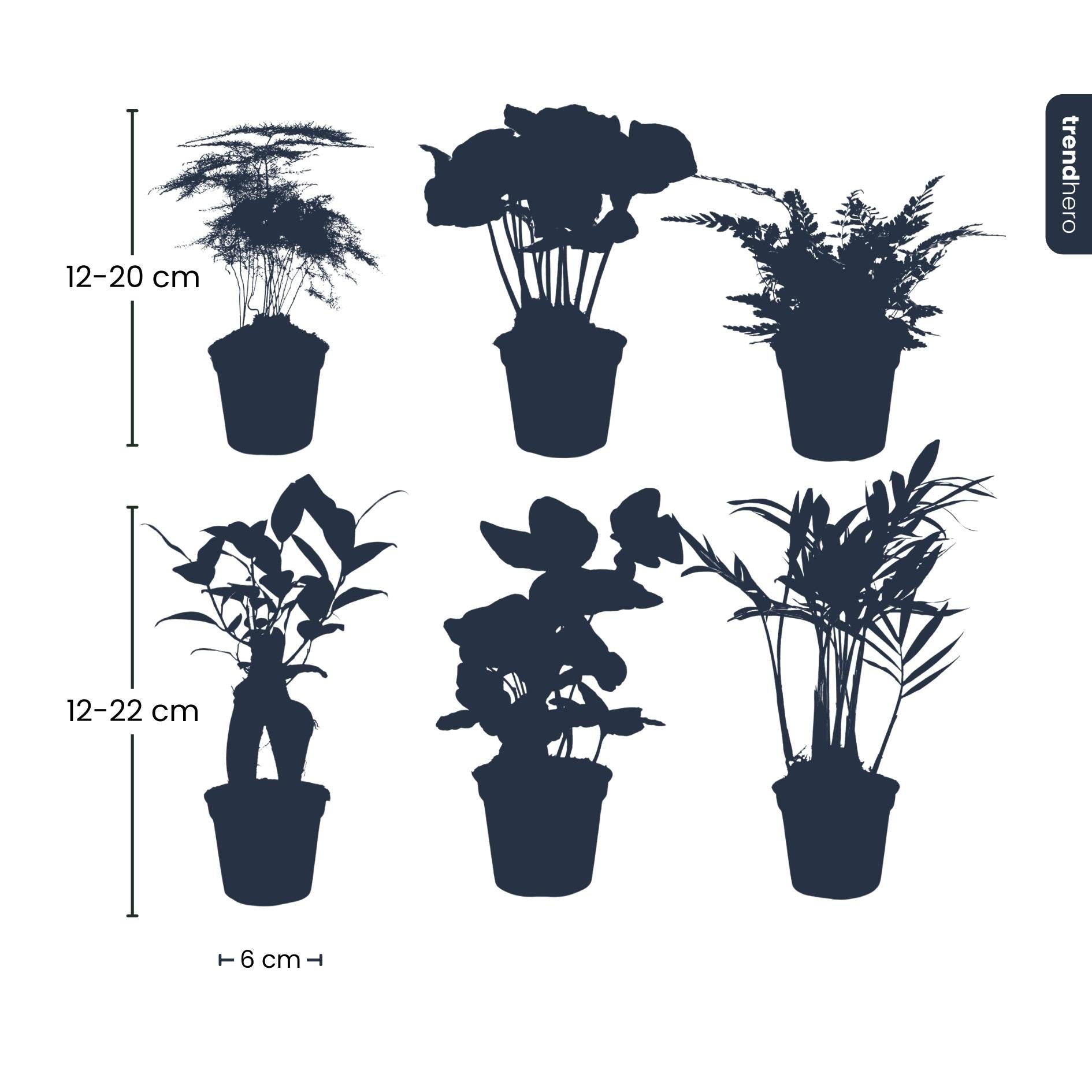 Pflanzen Mix - Grün  6 grüne Pflanzen - Topfgröße 6