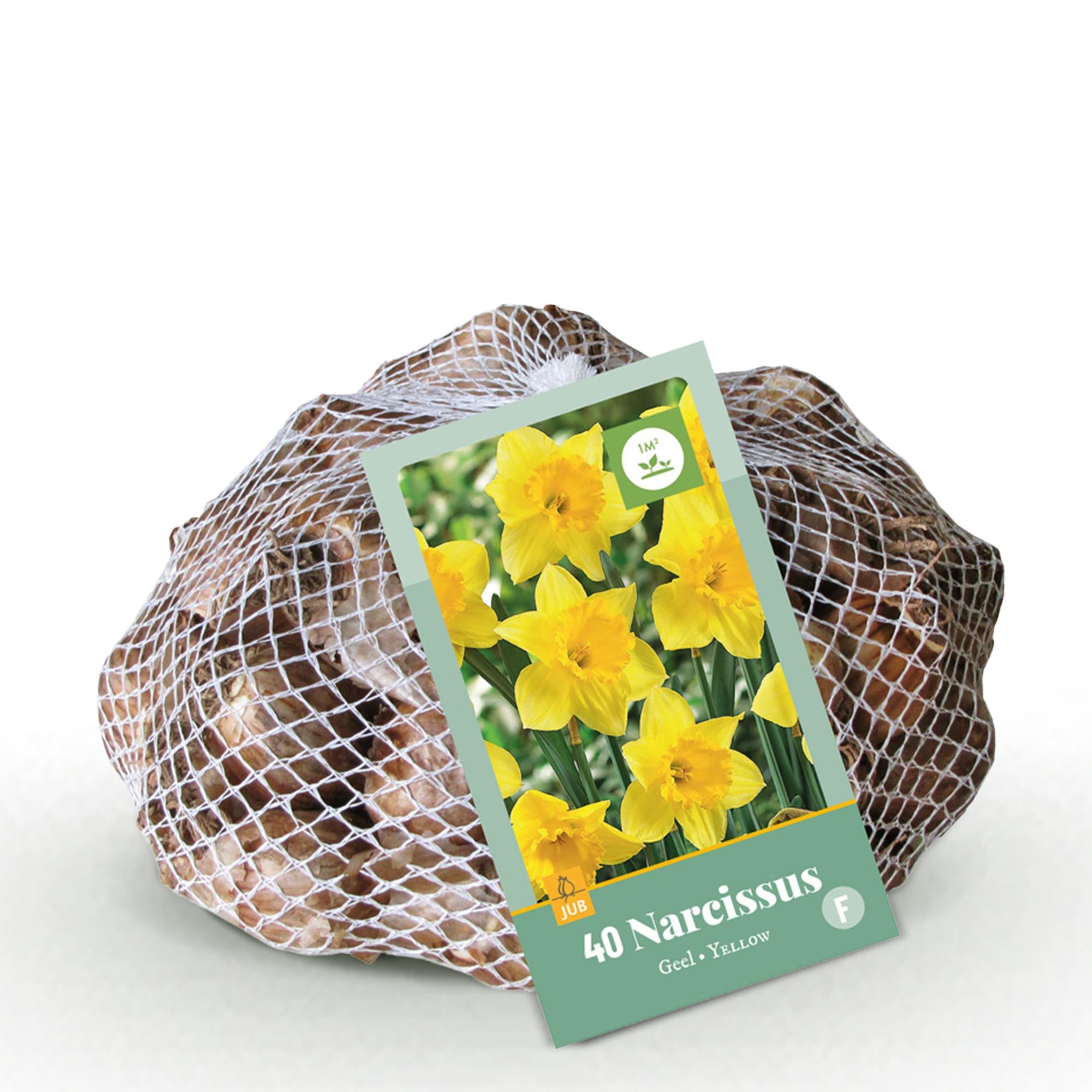 Narzissen - Narcis Yellow - Farbe Gelb - 40 Stück - Zwiebelgröße 10/12