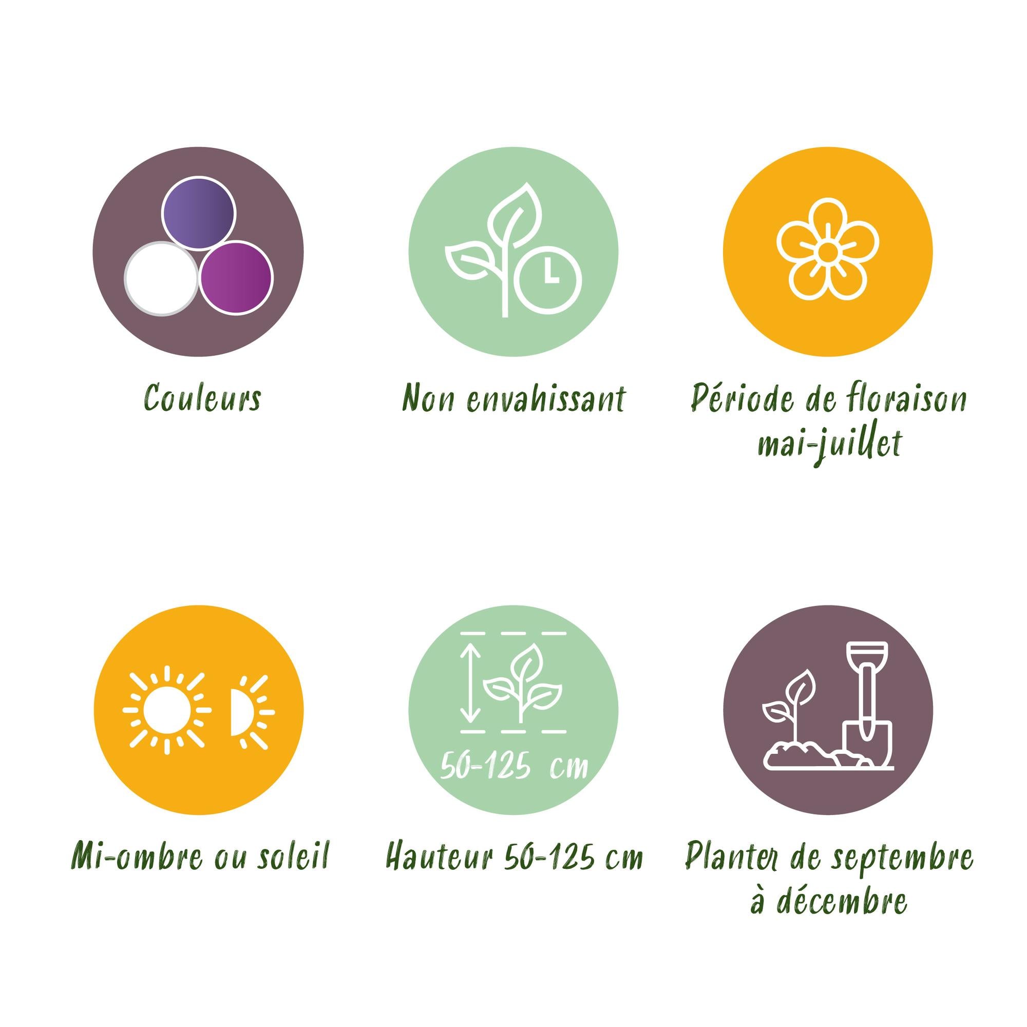 Zierlauch Mix - Blumenzwiebeln Bulb Garden Allium Mix - Verschiedene Farben - 80 Stück - Geschenkverpackung