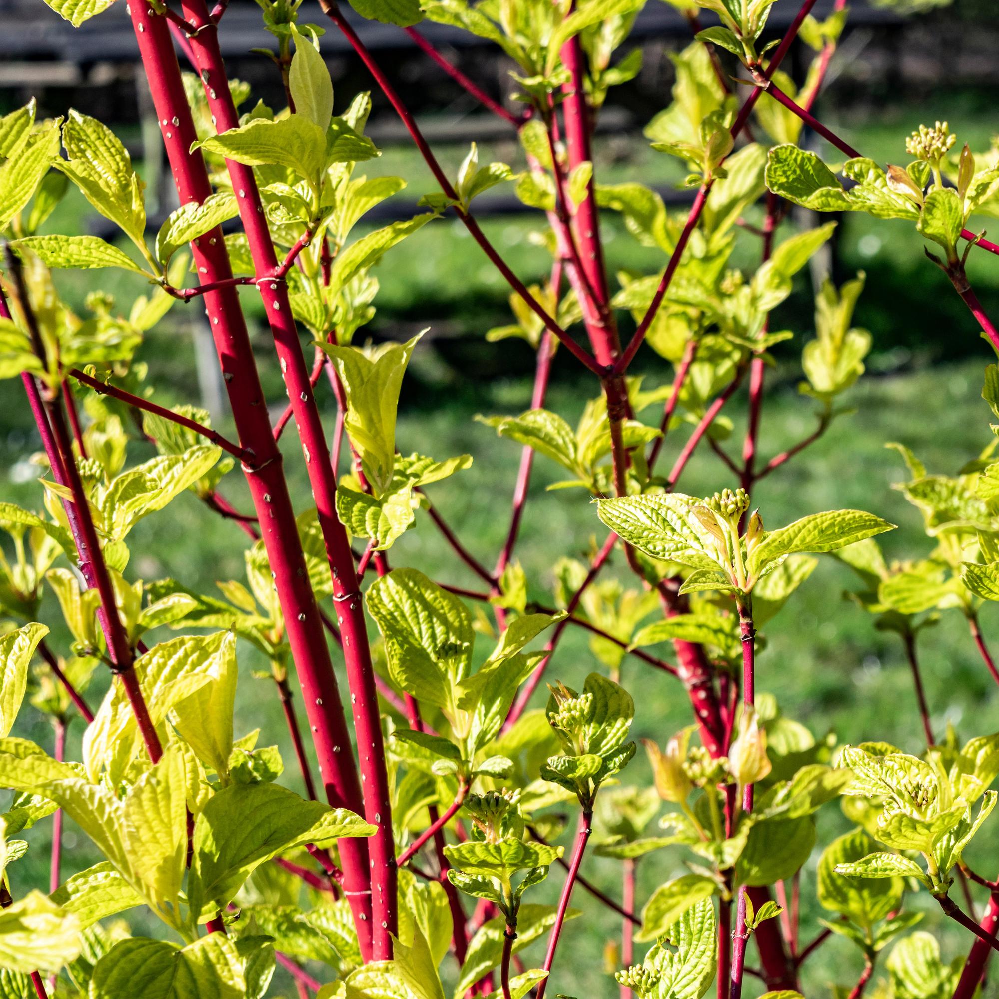 Sibirischer Hartriegel - Cornus alba sibirica - Rote Zweige - 1 Pflanze - Laubabwerfend - Wenig Pflege - Topf 17cm Höhe 45cm