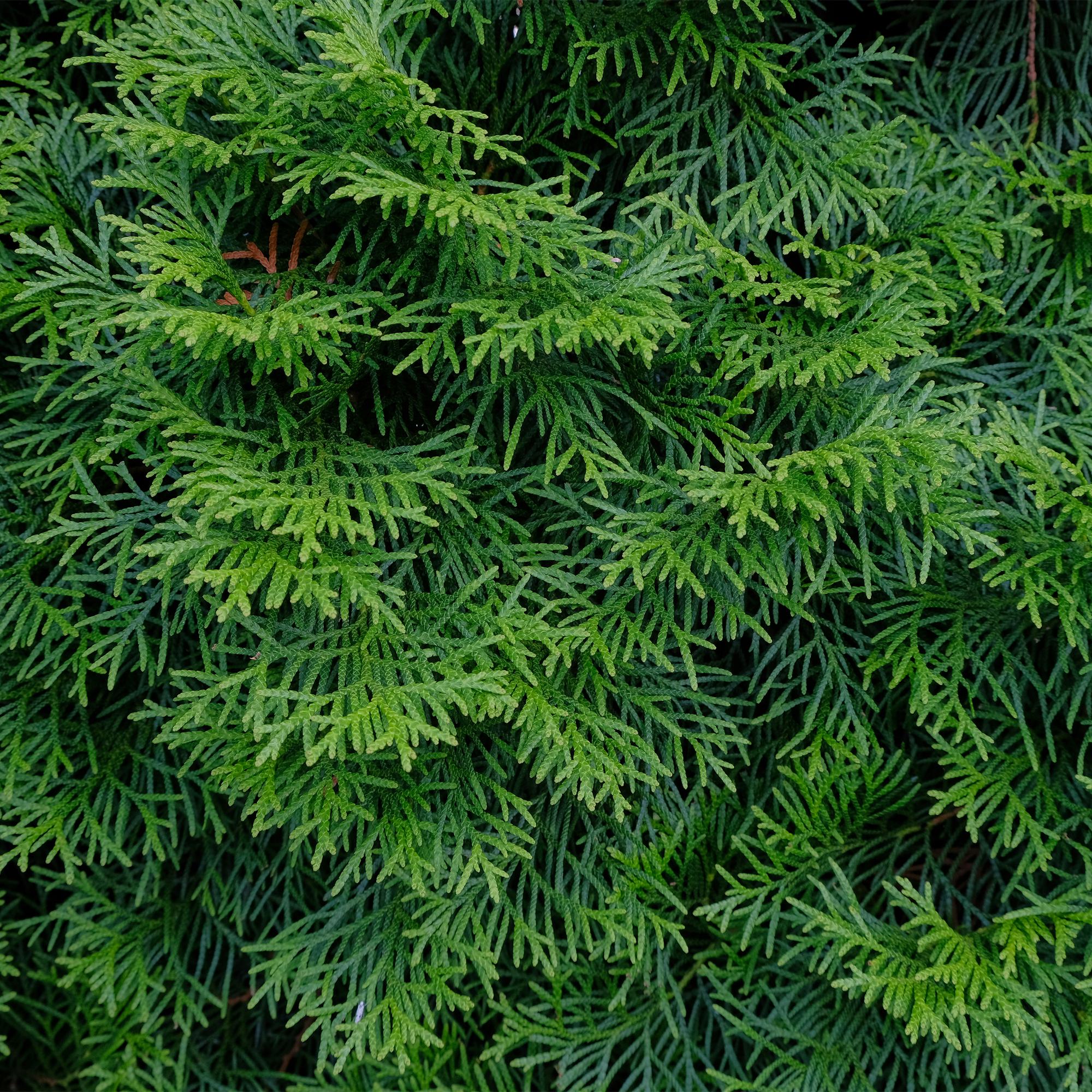 Lebensbaum - Thuja occidentalis Smaragd - 8 Pflanzen - 1 laufender Meter - Topf 9cm Höhe 30-35cm