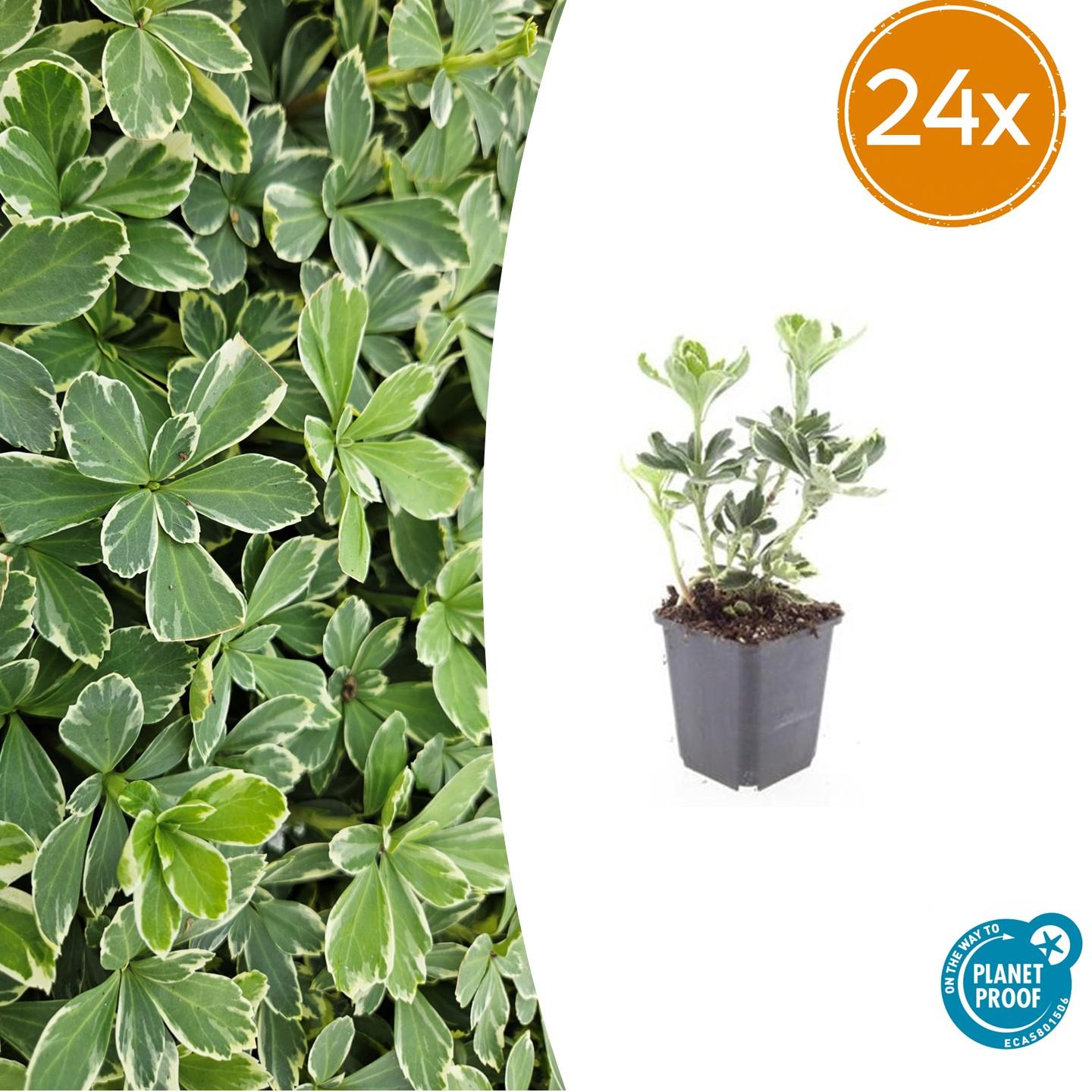 Weißbuntes Dickmännchen - Pachysandra term. 'Variegata' - ↕10-25cm - Ø9cm 24 Stück