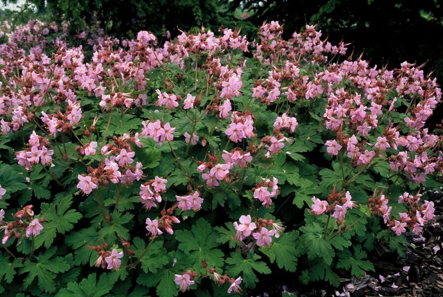 Balkanstorchschnabel - Geranium macr. 'Ingwersen's Var.' - ↕10-25cm - Ø9cm 24 Stück