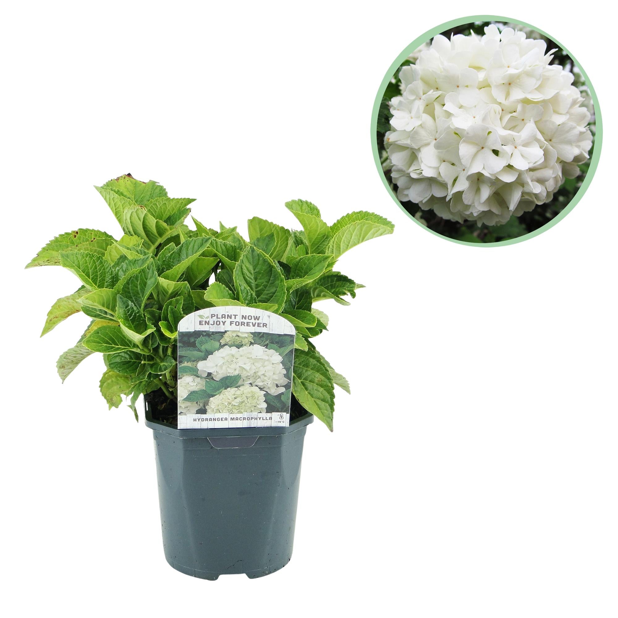 Gartenhortensie - Hortensie - Hydrangea macrophylla Weiß - Blüte Weiß - 1 Pflanze - Laubabwerfend - Wenig Pflege - Topf 17cm Höhe 30cm