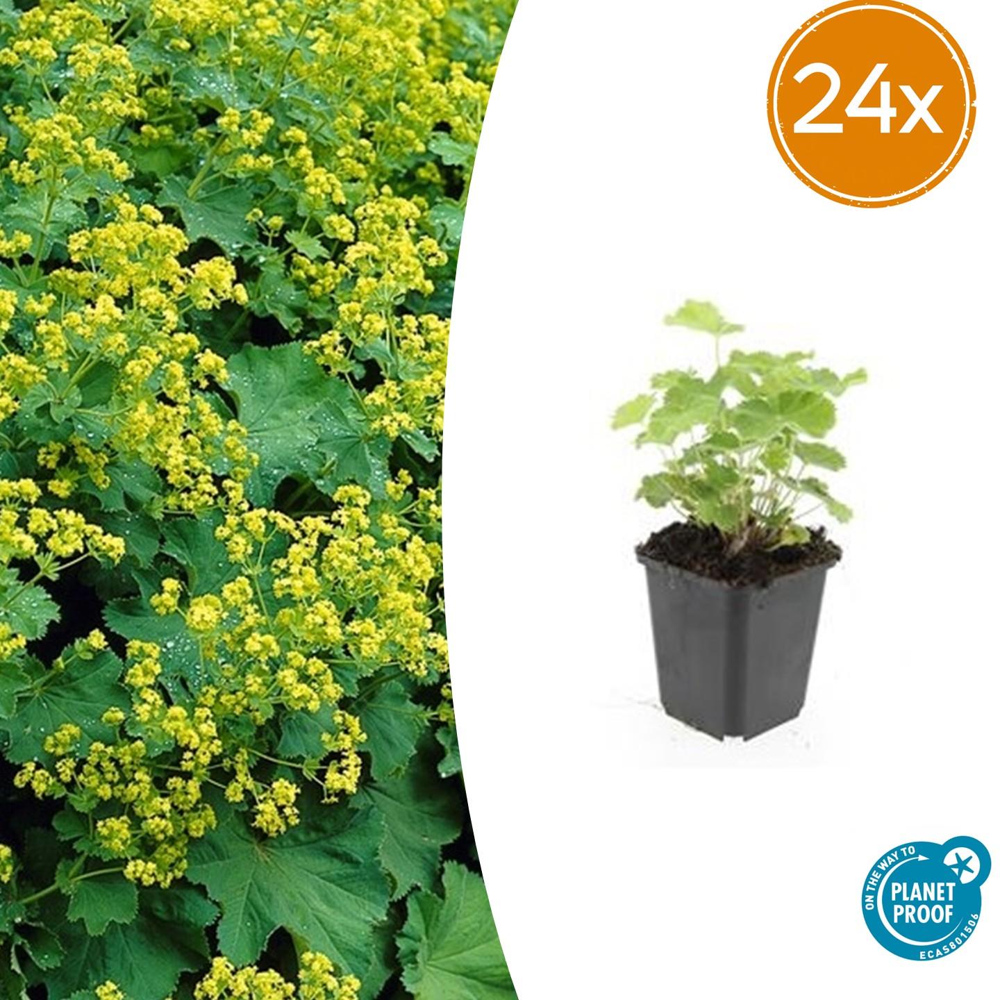 Frauenmantel - Alchemilla mollis - ↕10-25cm - Ø9cm 24 Stück
