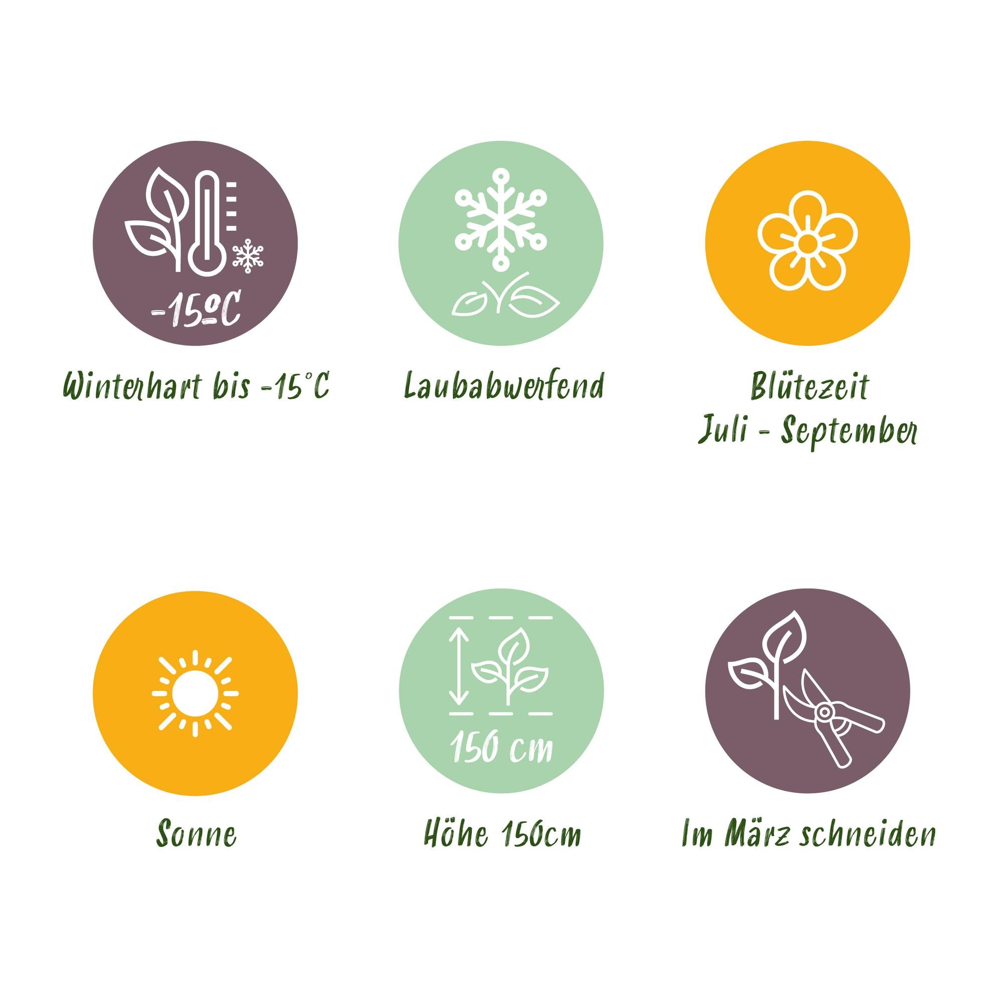 Hibiskus - Hibiscus syriacus Magenta Chiffon® - Stamm Pflanze - Terrassen Pflanze - Laubabwerfend - Geringer Pflegeaufwand - Topf 19cm Höhe 90cm