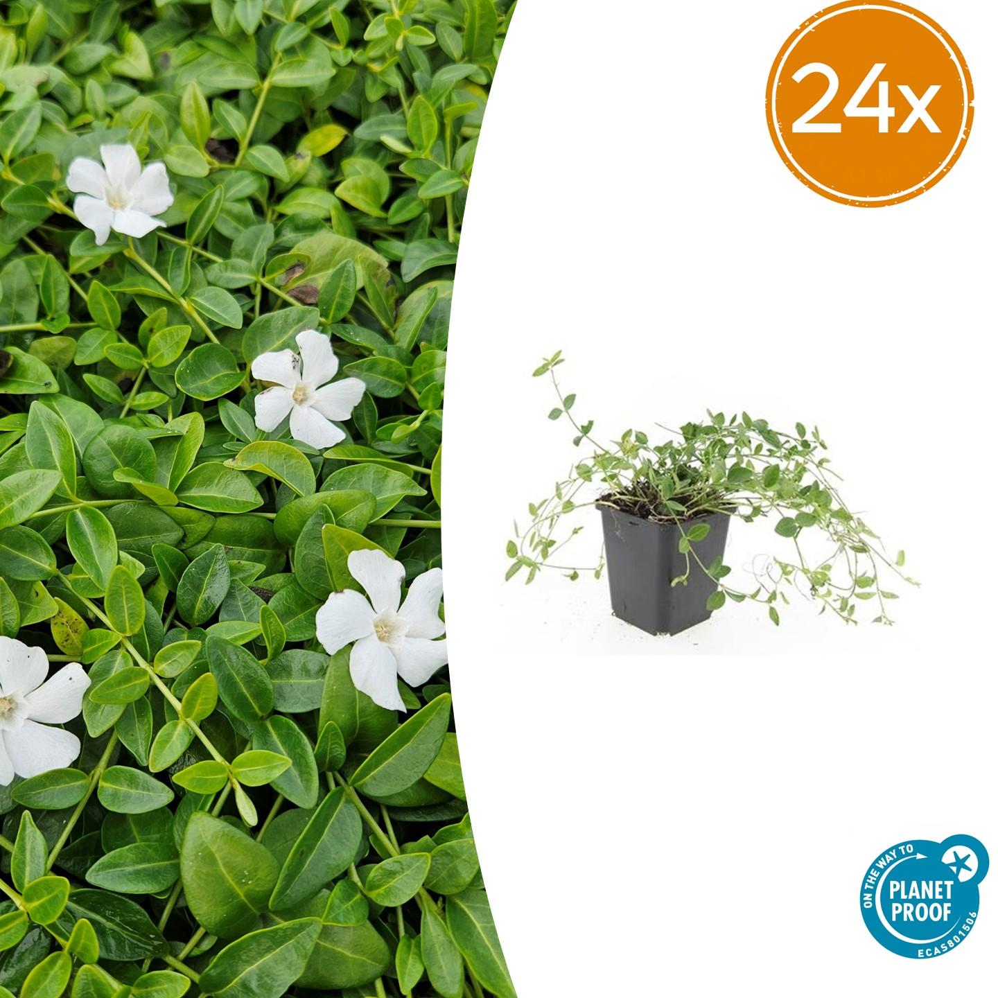 Kleines weißes Immergrün - Vinca minor 'Gertrude Jekyll' - ↕10-25cm - Ø9cm 24 Stück