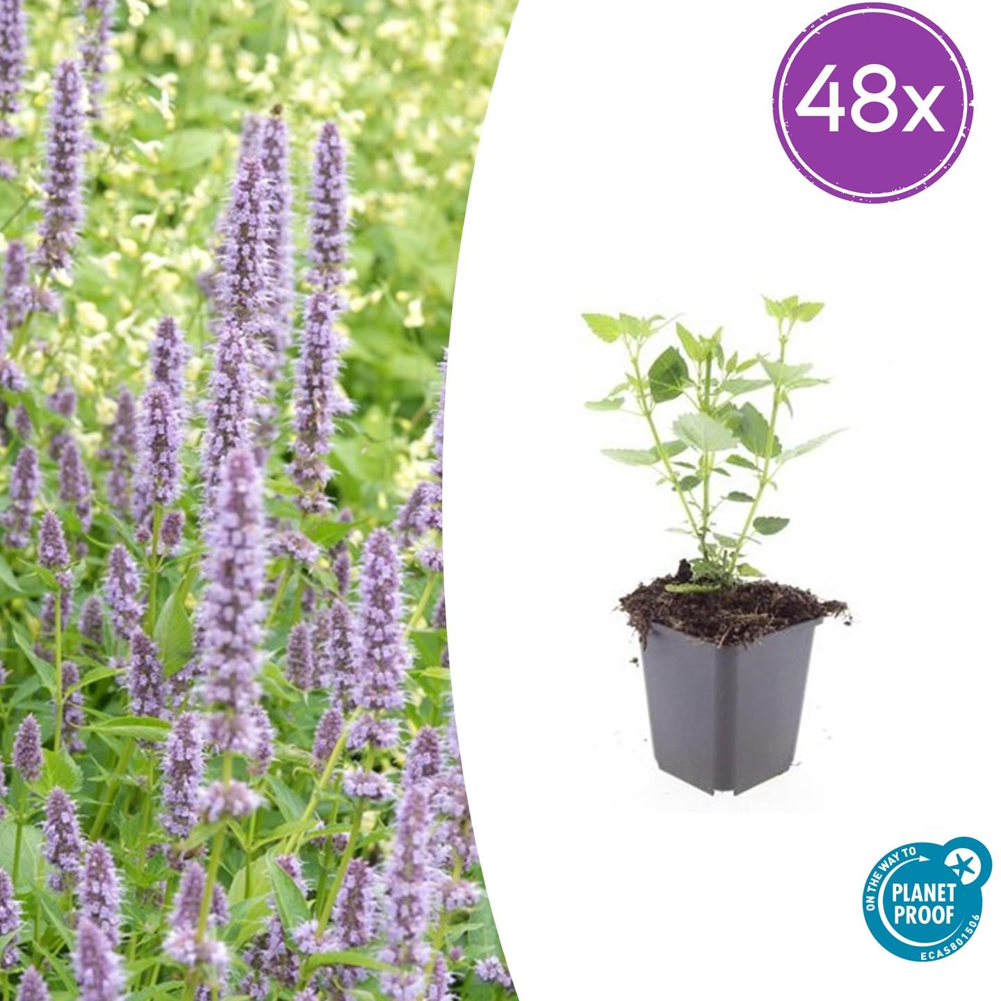 Blaunessel - Agastache 'Blue Fortune' - ↕10-25cm - Ø9cm 48 Stück
