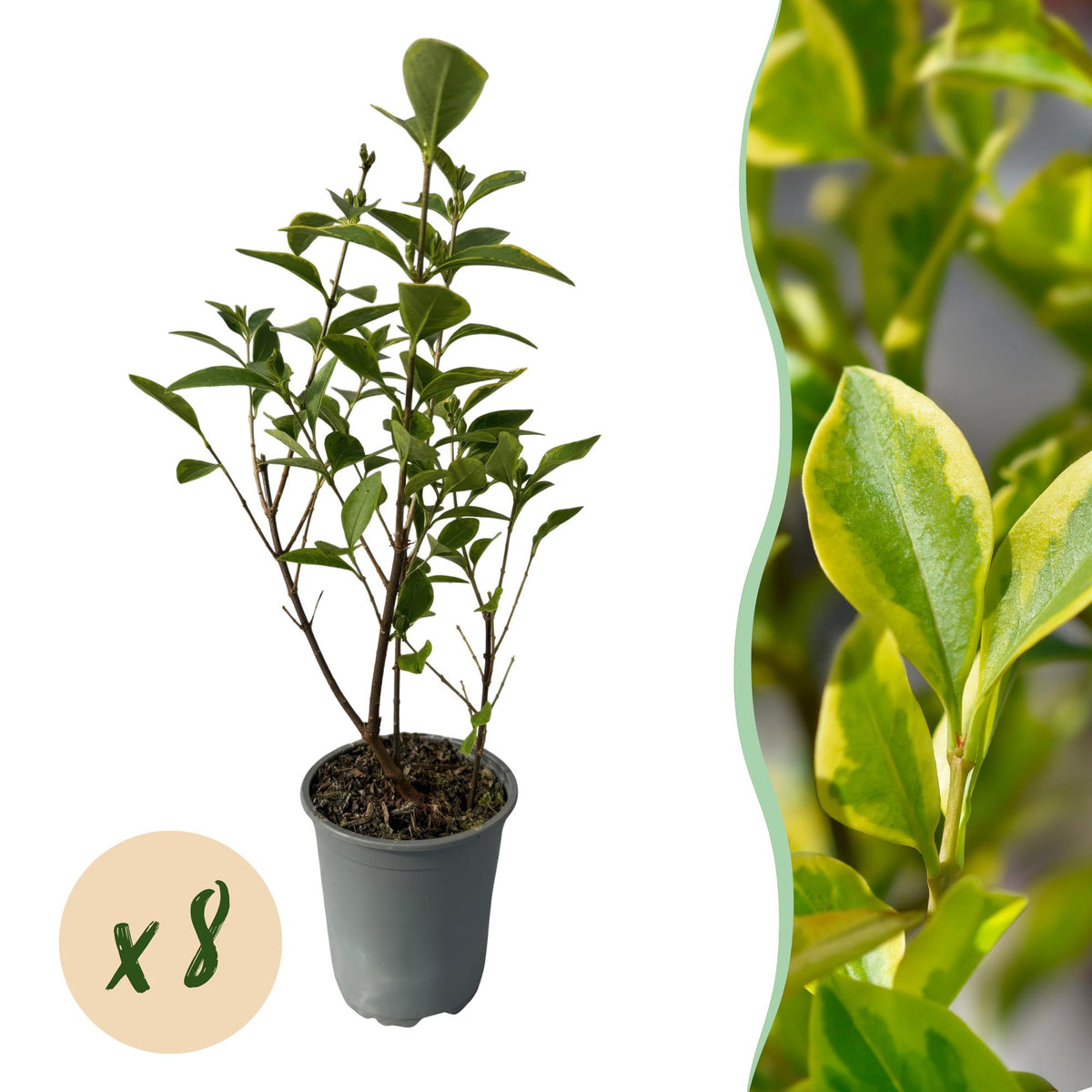 Goldliguster - Ligustrum ovalifolium Aureum - Bltter gelb grn - 8 Pf