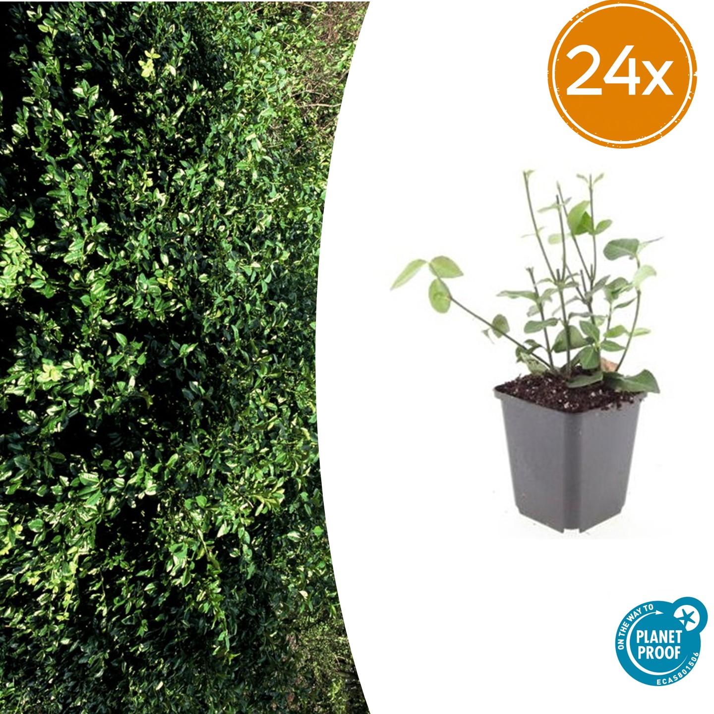 Purpur Kriechspindel - Euonymus fort. 'Coloratus' - ↕10-25cm - Ø9cm 24 Stück