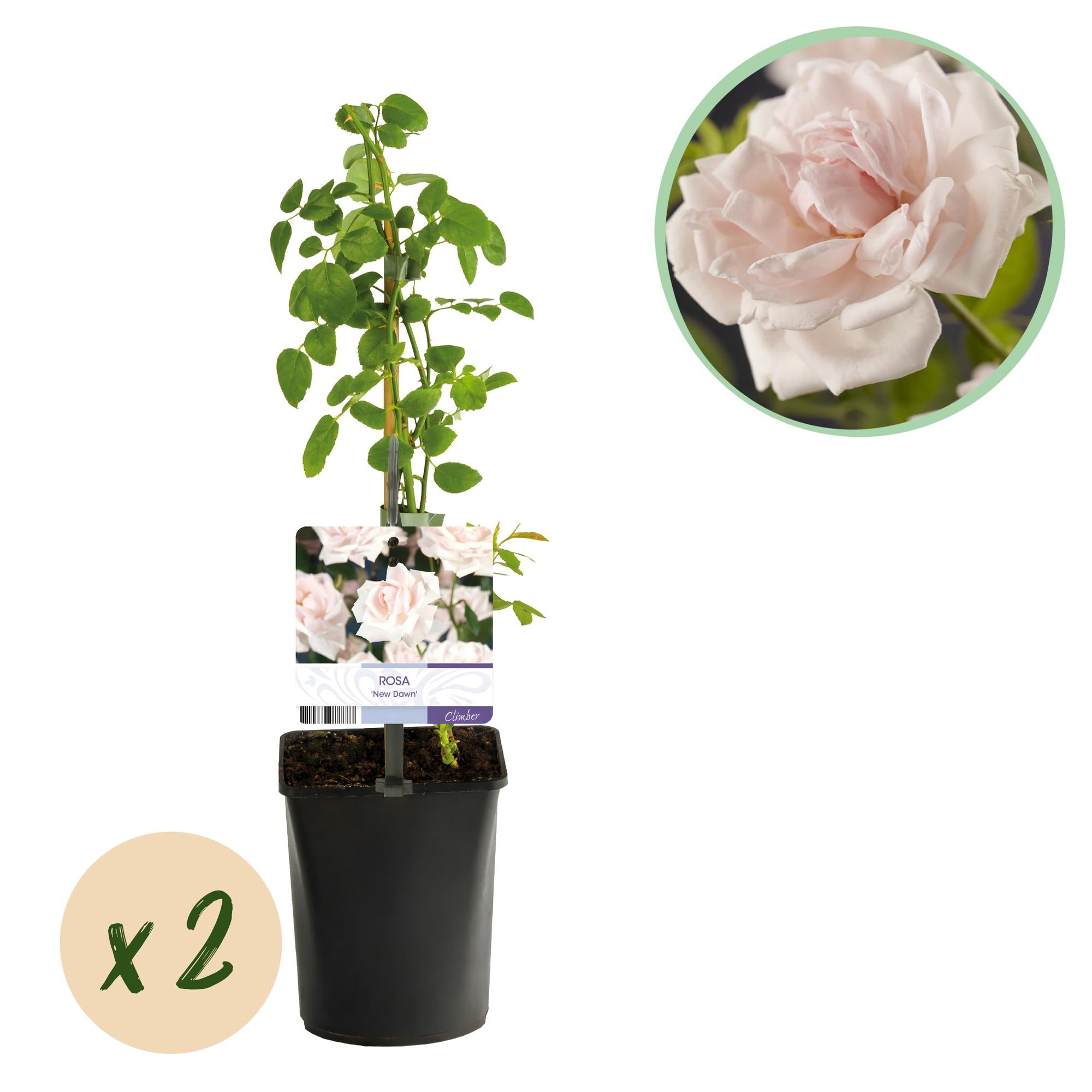 Rosen - Rosa New Dawn - Blüte Hellrosa - Wenig Pflege - 2 Pflanzen - Topf 11cm Höhe 40cm