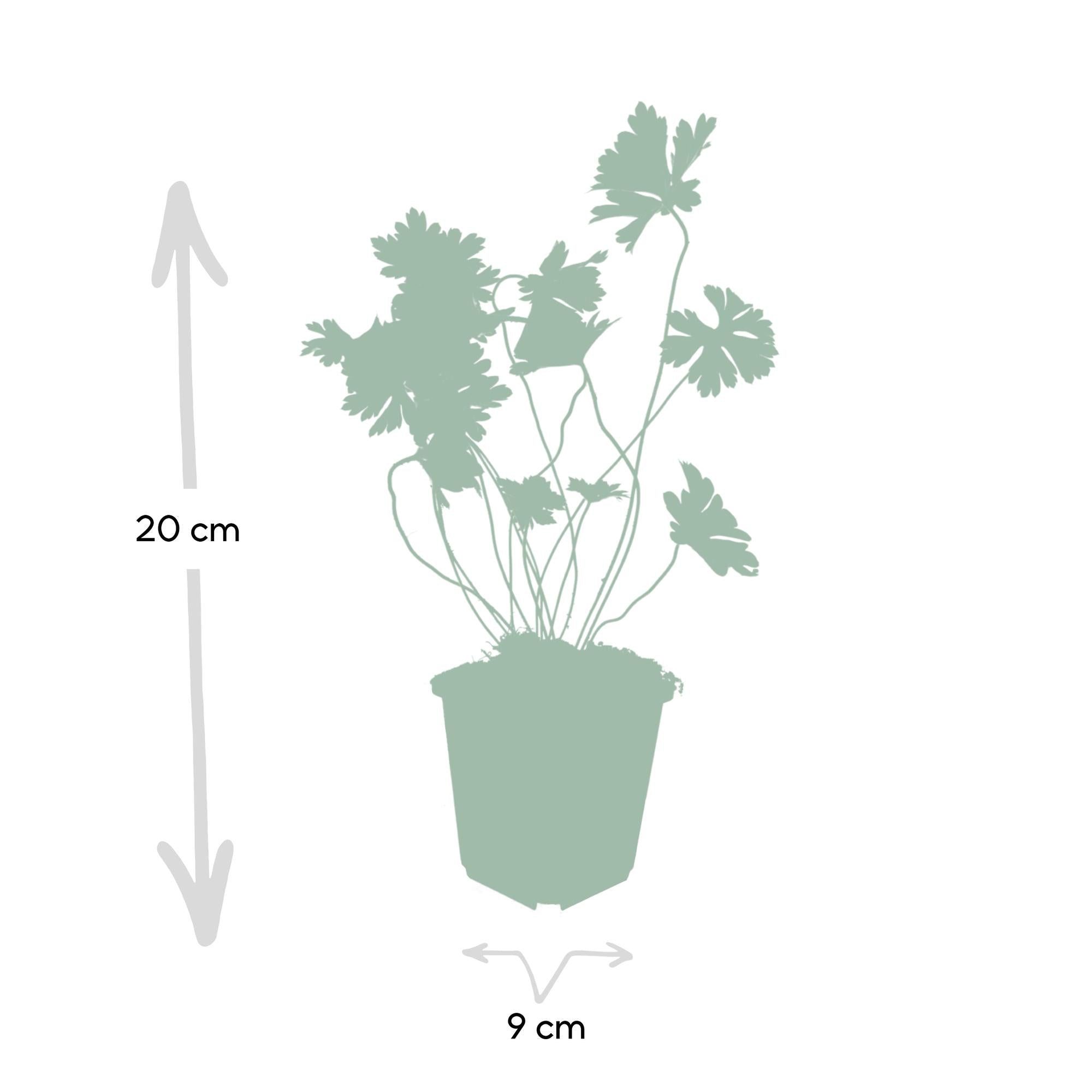 Storchschnabel - Geranium Rozanne - ↕10-25cm - Ø9cm 48 Stück