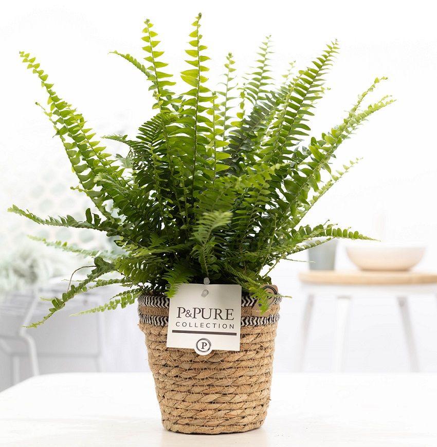 Schwertfarn - Nephrolepis Green Lady In P&PURE Basket - Ø12cm - ↕35cm