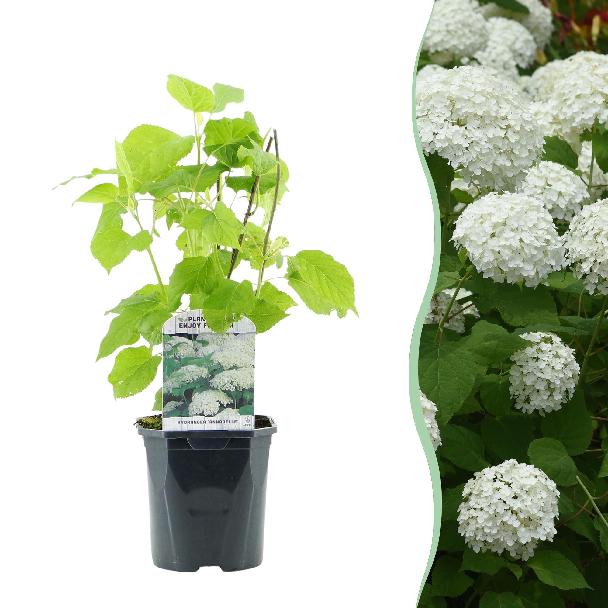 Schneeballhortensie - Hydrangea arborescens Annabelle - Blüte Weiß - 1 Pflanze - Laubabwerfend - Große Blüten - Topf 17cm Höhe 50cm