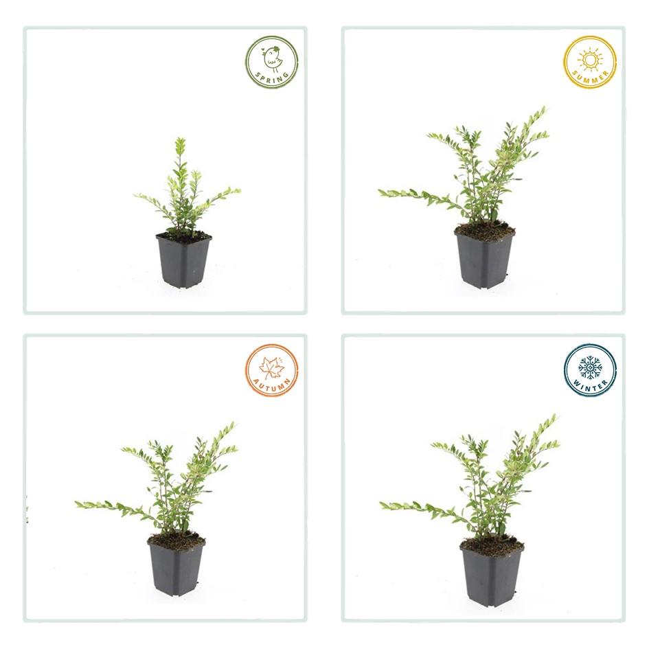 Immergrüne Kriechheckenkirsche - Lonicera pileata 'Purple Pearl' - ↕10-25cm - Ø9cm 48 Stück