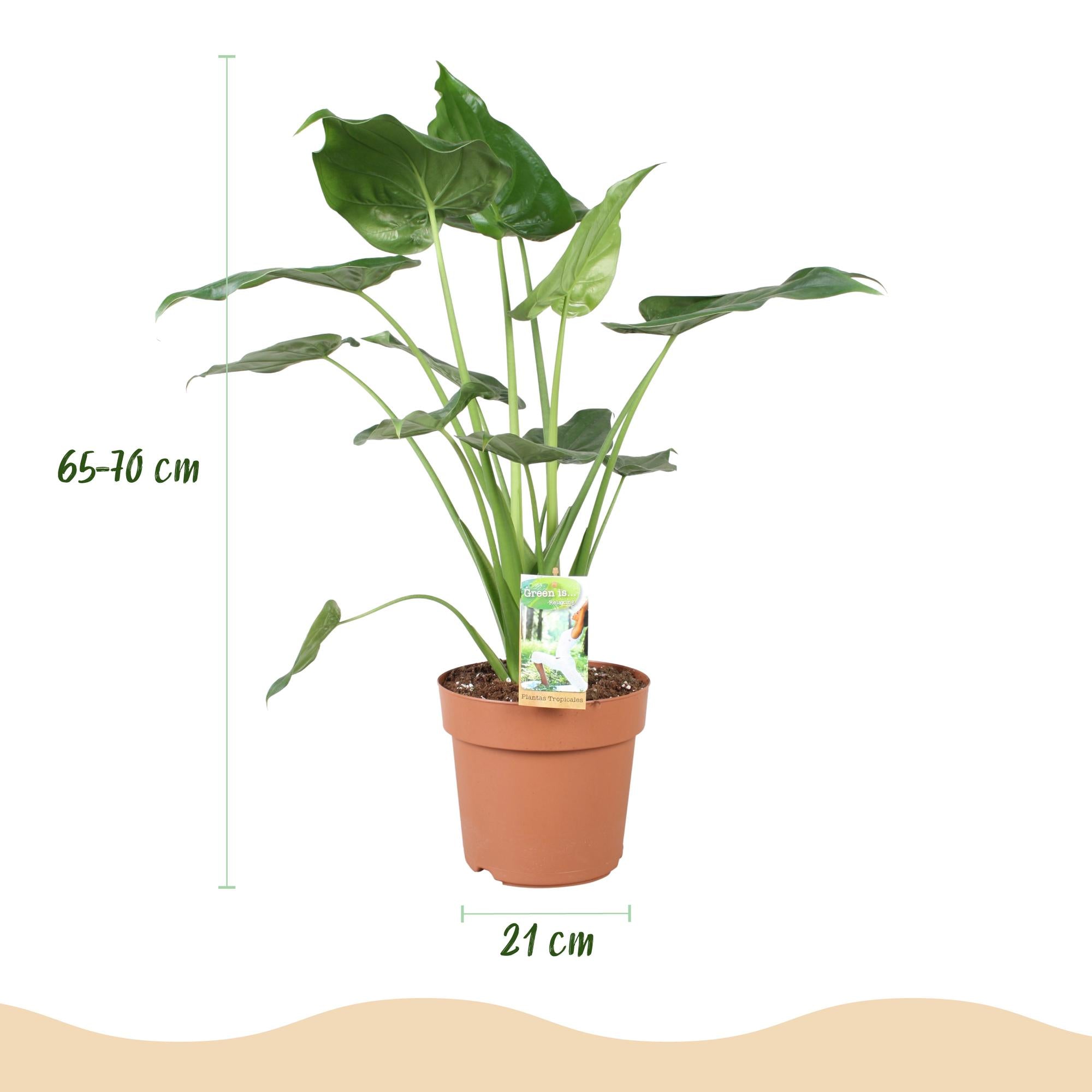 Zwergelefantenohr - Alocasia Cucullata - Buddhas Hand - Wenig Pflege - Grün - 1 Pflanze - Topf 21cm - Höhe 65-70cm