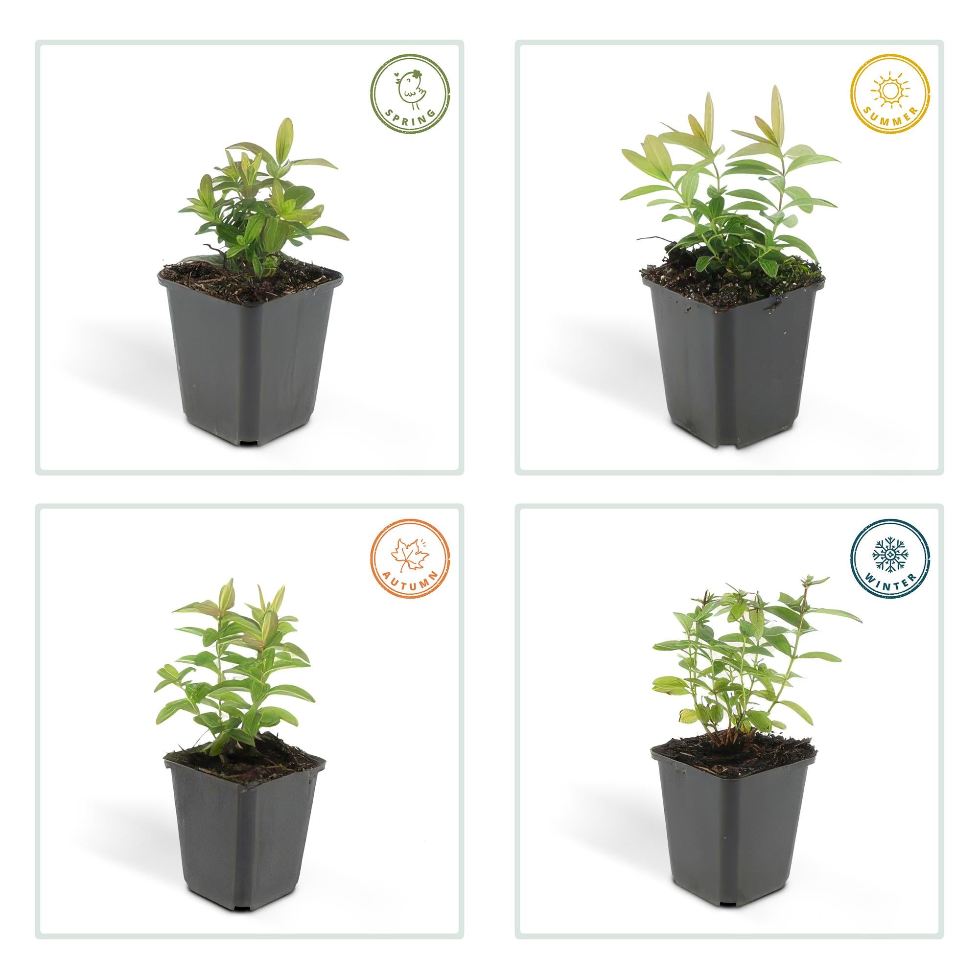 Johanniskraut - Hypericum calycinum - ↕10-25cm - Ø9cm 24 Stück