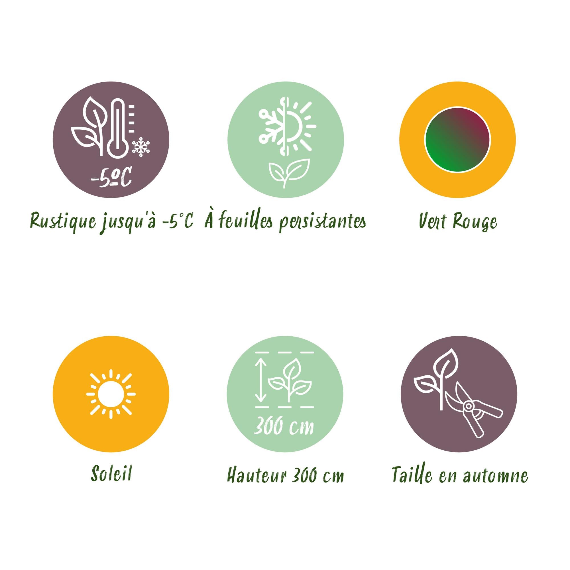 Himalayabanane - Bananenpflanze Musa sikkemensis Red Tiger - Winterhart - 2 Pflanzen - Topf 17cm Höhe 40cm