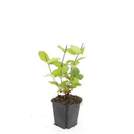 Johanniskraut - Hypericum inodorum 'Beauty' - ↕10-25cm - Ø9cm