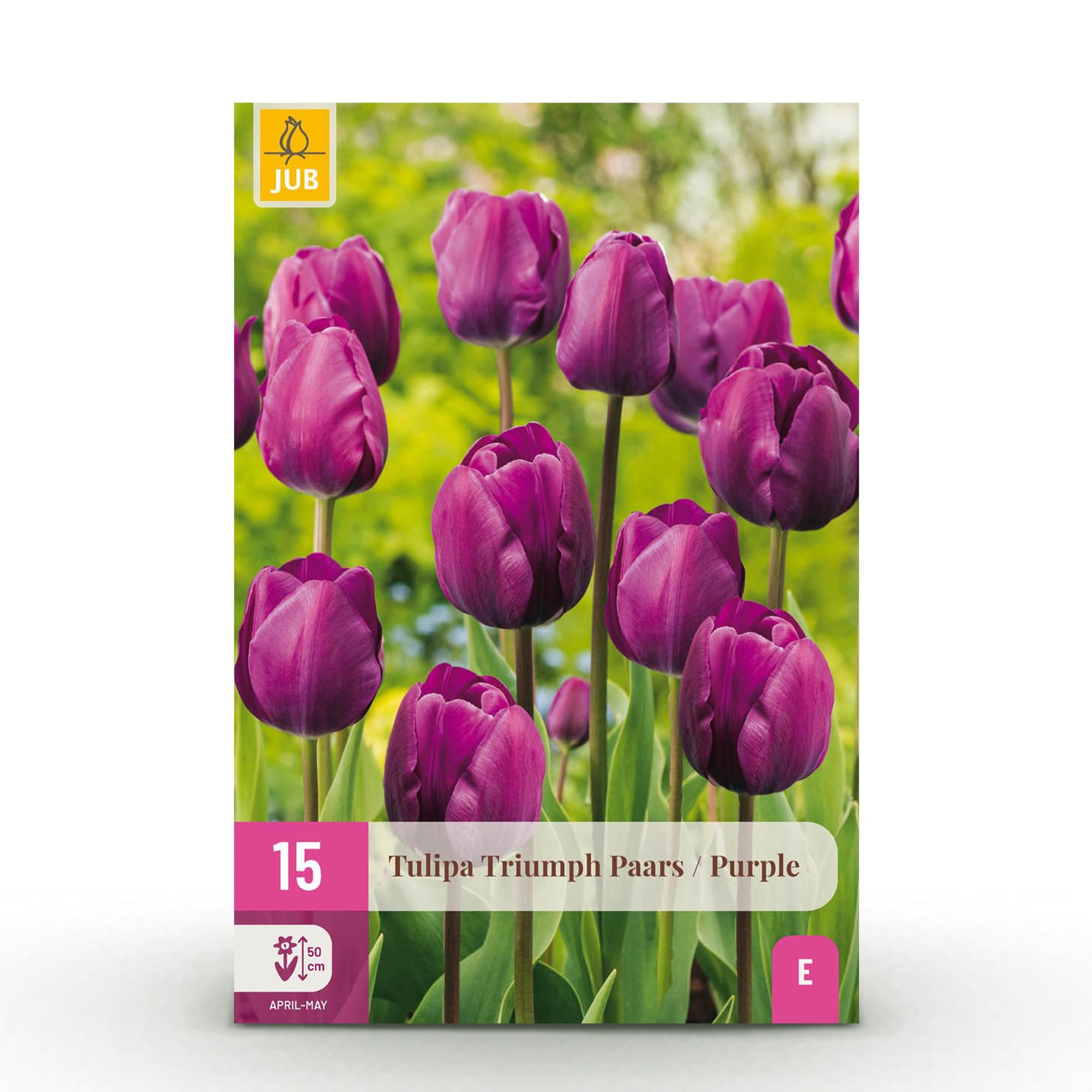 Tulpen - Tulipa Triumph Purple - Farbe Lila - 15 Stück - Zwiebelgröße 11/12 - XXL Pack