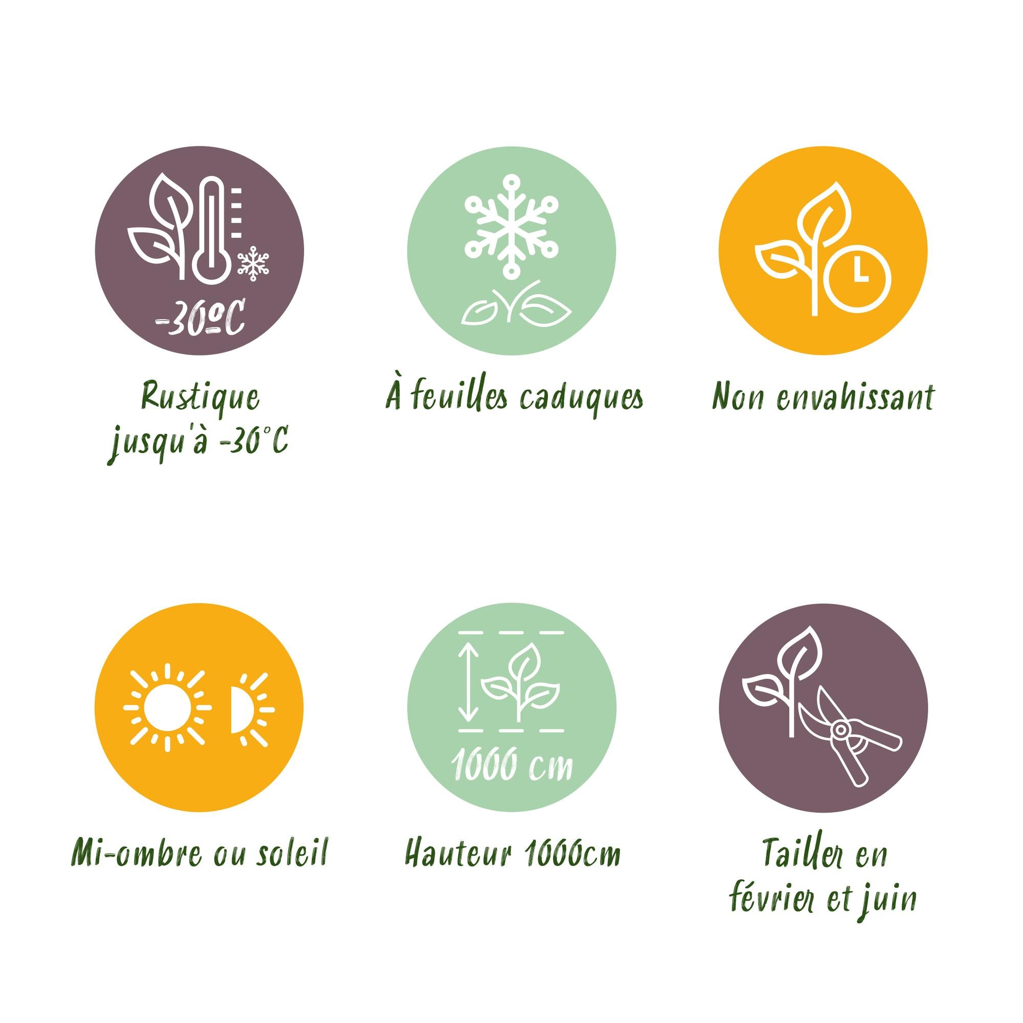 Weißbuche - Carpinus betulus - Blatt grün - 6 Pflanzen - 1 laufender Meter - laubabwerfend - Topf 17cm Höhe 55cm