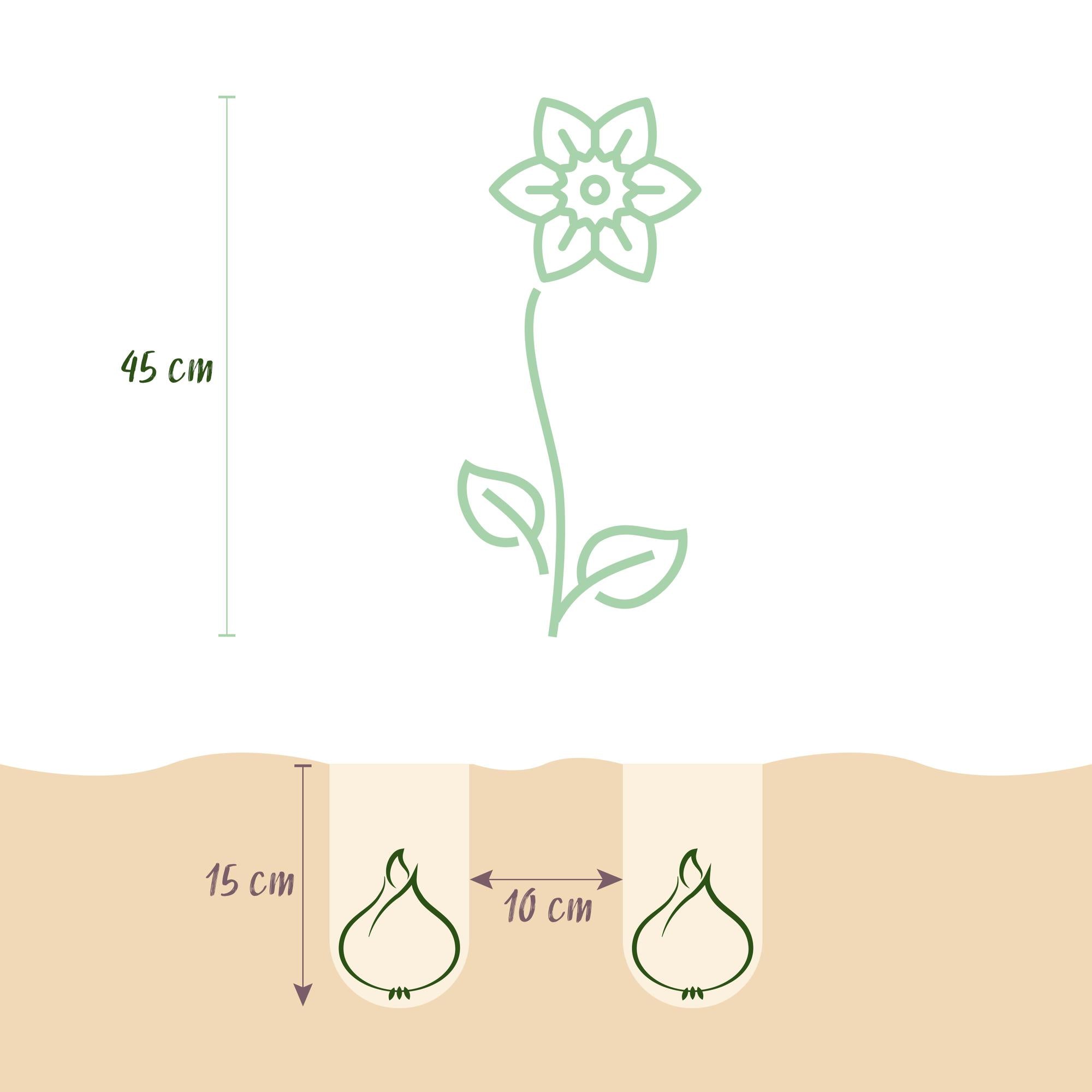 Narzissen Mix - Narzisse Large Cupped mix - Farbe Gelb und Weiß - 15 Stück - Zwiebelgröße 12/14 - XXL Pack