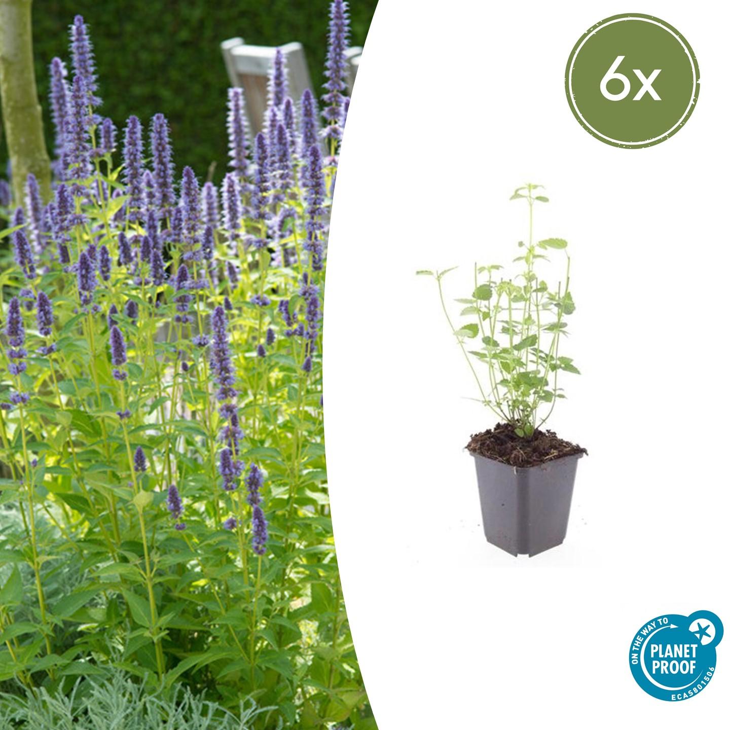 Duftnessel - Agastache 'Black Adder' - ↕10-25cm - Ø9cm 6 Stück