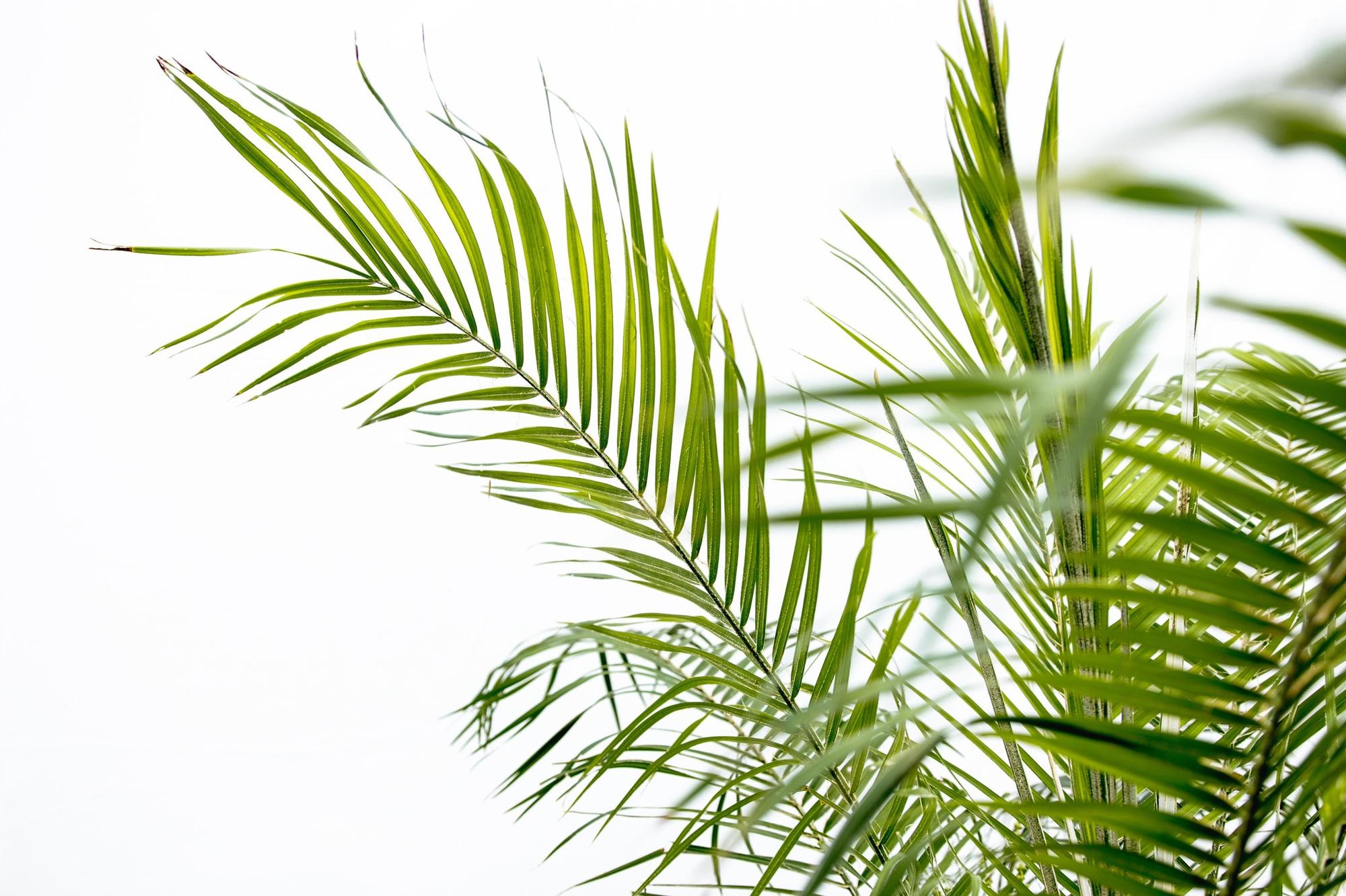 Zwergdattelpalme -lPhoenix Roebelenii auf Stiel - 190cm - 200cm