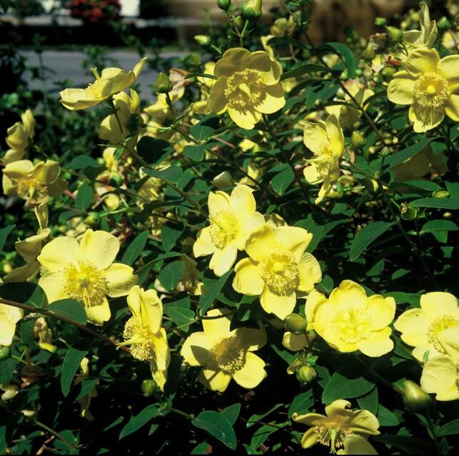 Johanniskraut - Hypericum 'Hidcote' - ↕10-25cm - Ø9cm 60 Stück