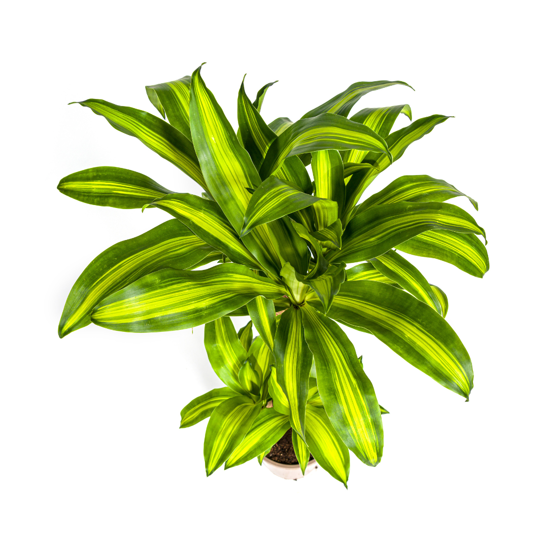 Drachenbaum - Dracaena Fragrans Massangeana mit Korb - Ø21cm - ↕90 - 110cm