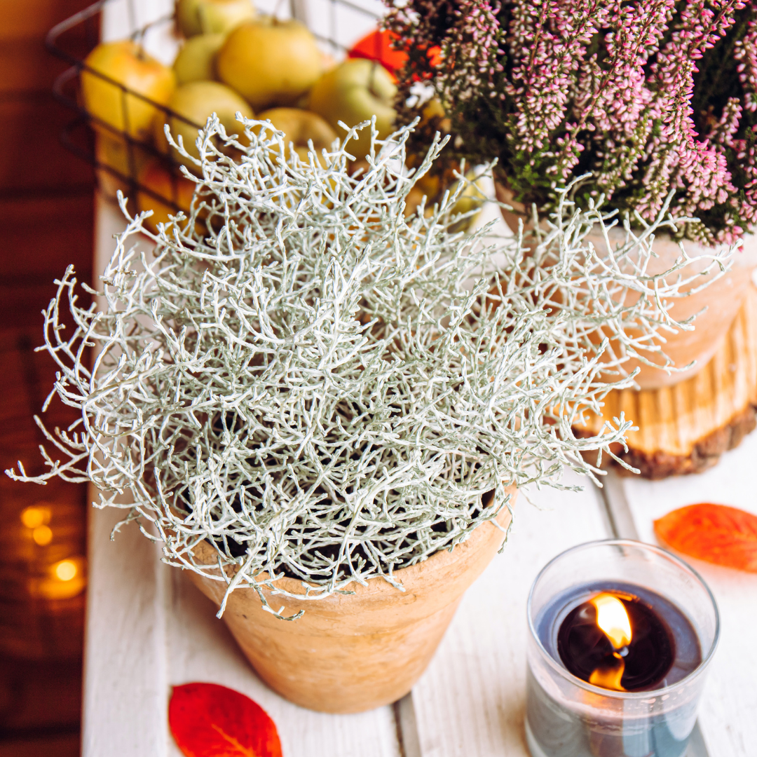 Stacheldrahtpflanze - Calocephalus (Silberstrauch) – 10 cm Ø – 15 cm ↕ 6 Stück