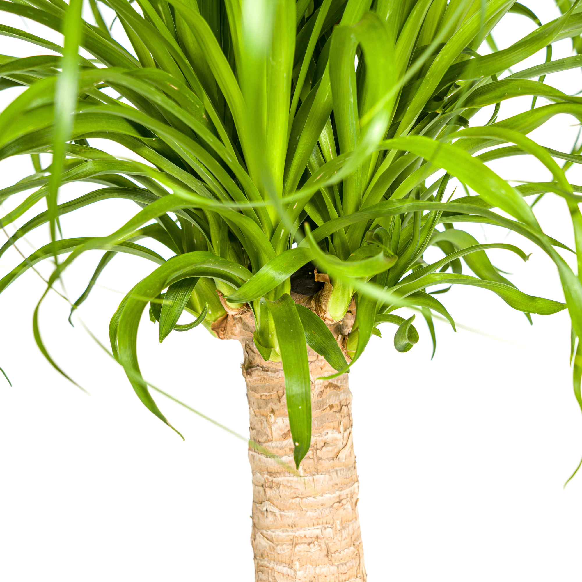 Elefantenfuß - Beaucarnea Recurvata Stamm mit Korb Ø21cm - ↕60 - 80cm