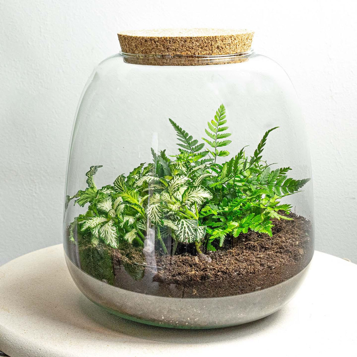 Dome Bonsai Flaschengarten Im Glas ↕30cm / ⌀30C Produktbild-Vorschau 5