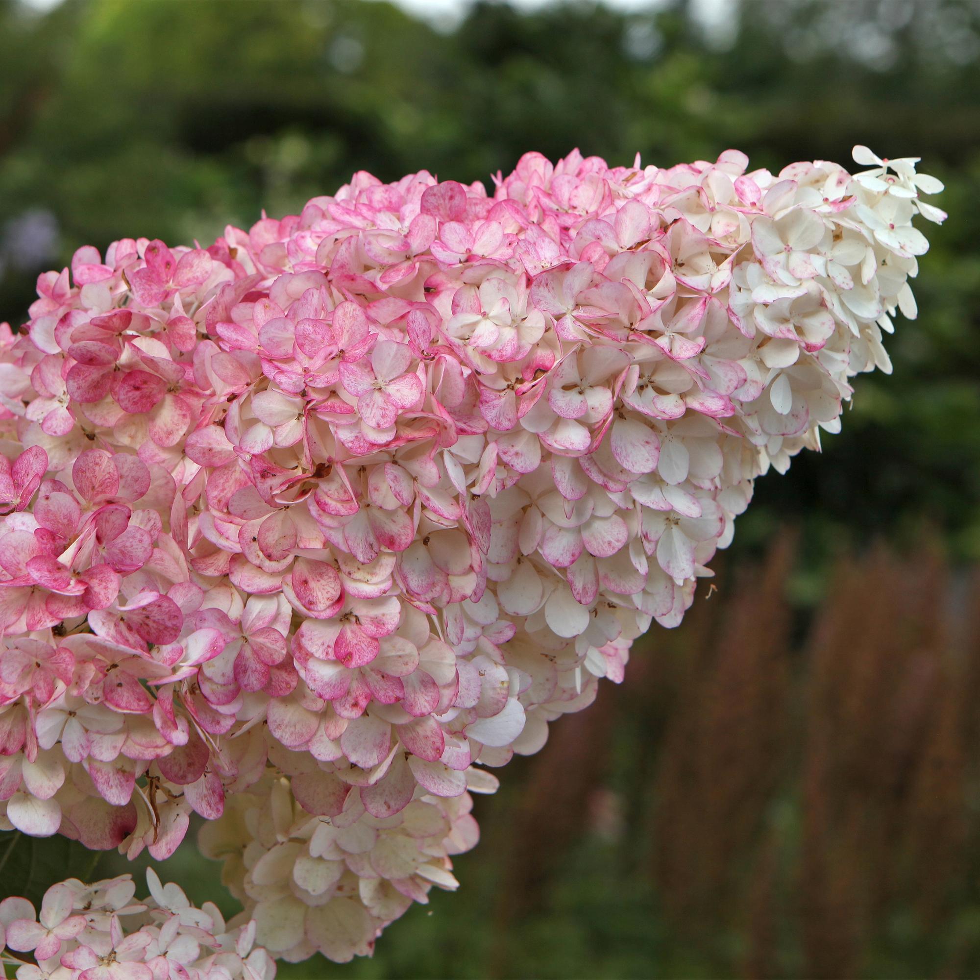 Rispenhortensie - Rispenhortensie - Hydrangea panniculata Vanille Fraise - Blüte Weiß Rosa - 1 Pflanze - Laubabwerfend - Große Blumen - Topf 17cm Höhe 50cm