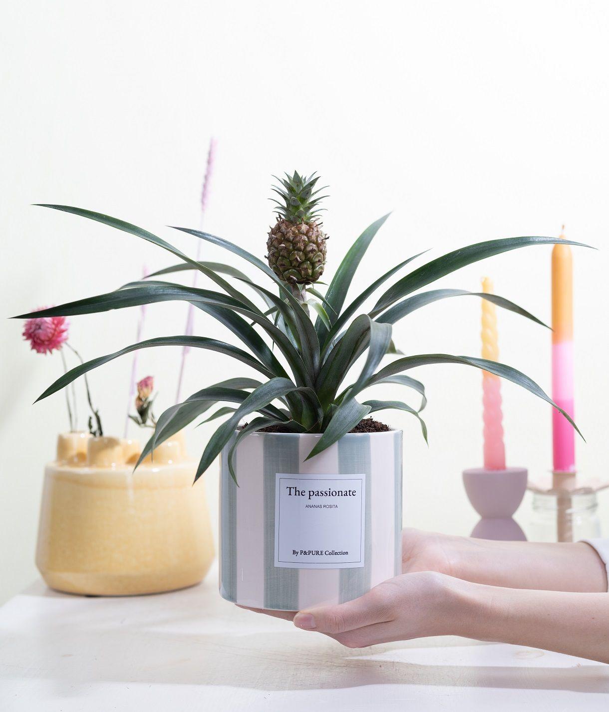 Ananaspflanze - Ananas Rosita Gift "The Passionate" WITH GREETING CARD! - Ø12cm - ↕35cm