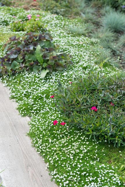 Irish Moos - Sagina subulata - ↕10-25cm - Ø9cm 48 Stück