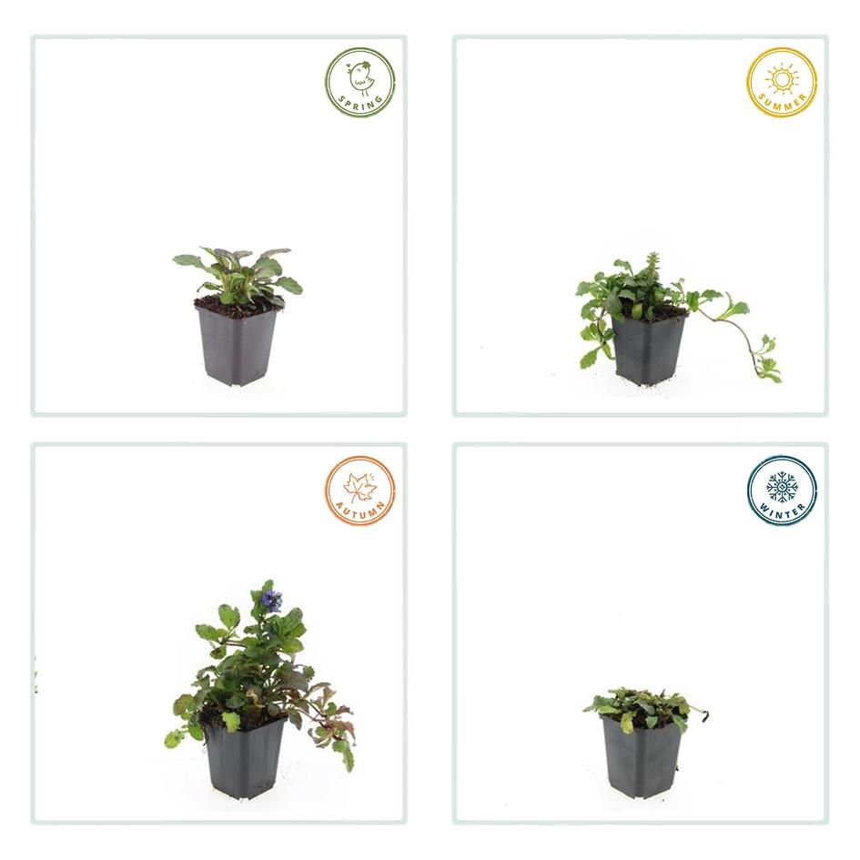 Kriechender Günsel - Ajuga reptans 'Catlin's Giant' - ↕10-25cm - Ø9cm 20 Stück