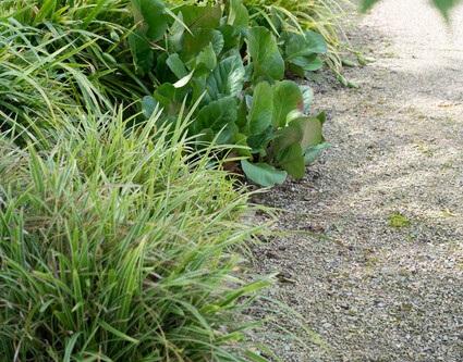 Herzblattbergenie - Bergenia cordifolia 'Herbstblüte'  - ↕10-25cm - Ø9cm 60 Stück