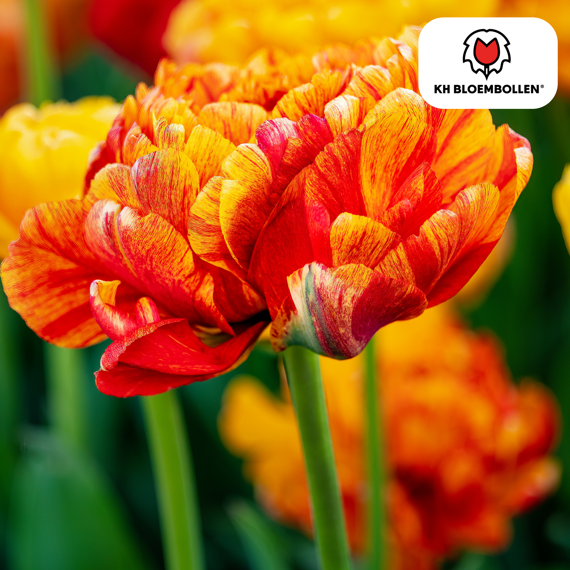 Tulpen - Tulipa Gudoshnik Double – 20 Stück - Gelbe, orangefarbene und rote doppeltblütige Tulpe – pfingstrosenartig und farbenfroh – für den Garten oder Topf – Größe 11/12 – frisch vom Züchter