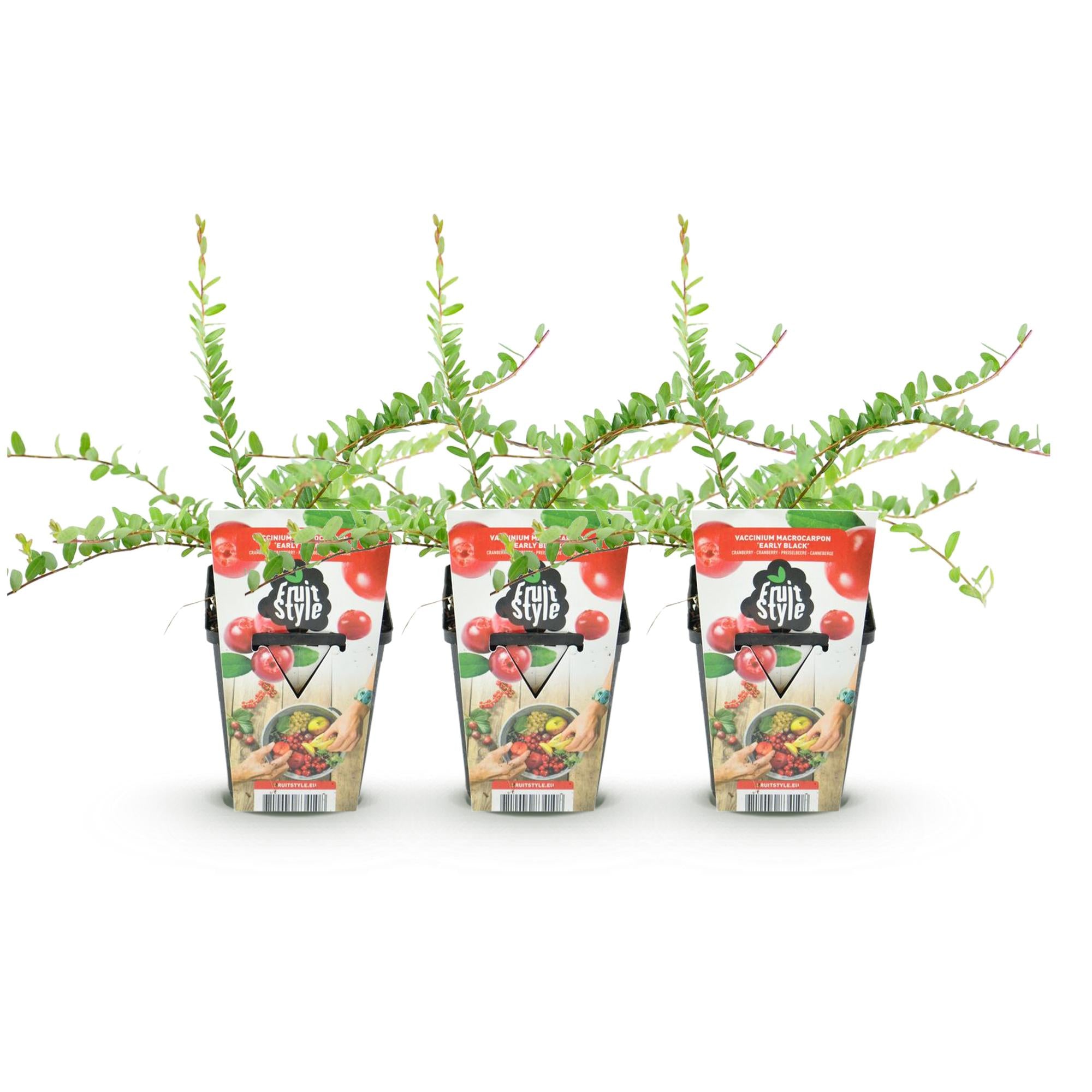 Blaubeeren - Vaccinium macrophylla Early Black - Winterhart - 3 Pflanzen - Topf 9 cm - Dunkelrote Beere