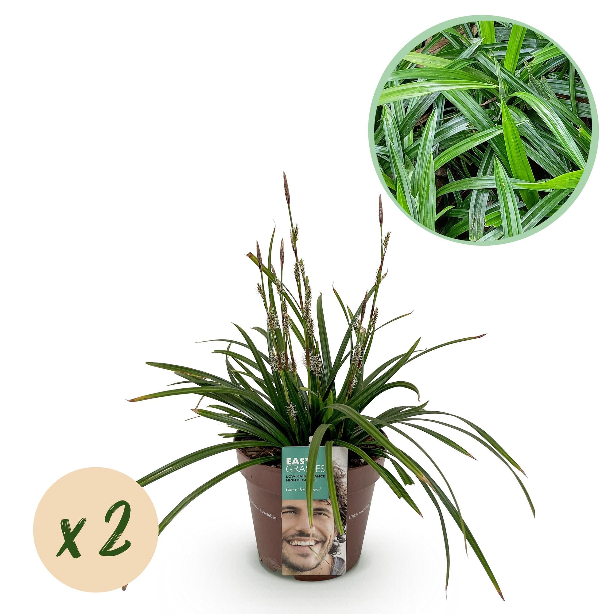 Ziergras Irish Green - Carex morrowii Irish Green - Grün & Gelb - 2 Pflanzen - Immergrün - Pflegeleicht - Topf 17cm Höhe 50cm