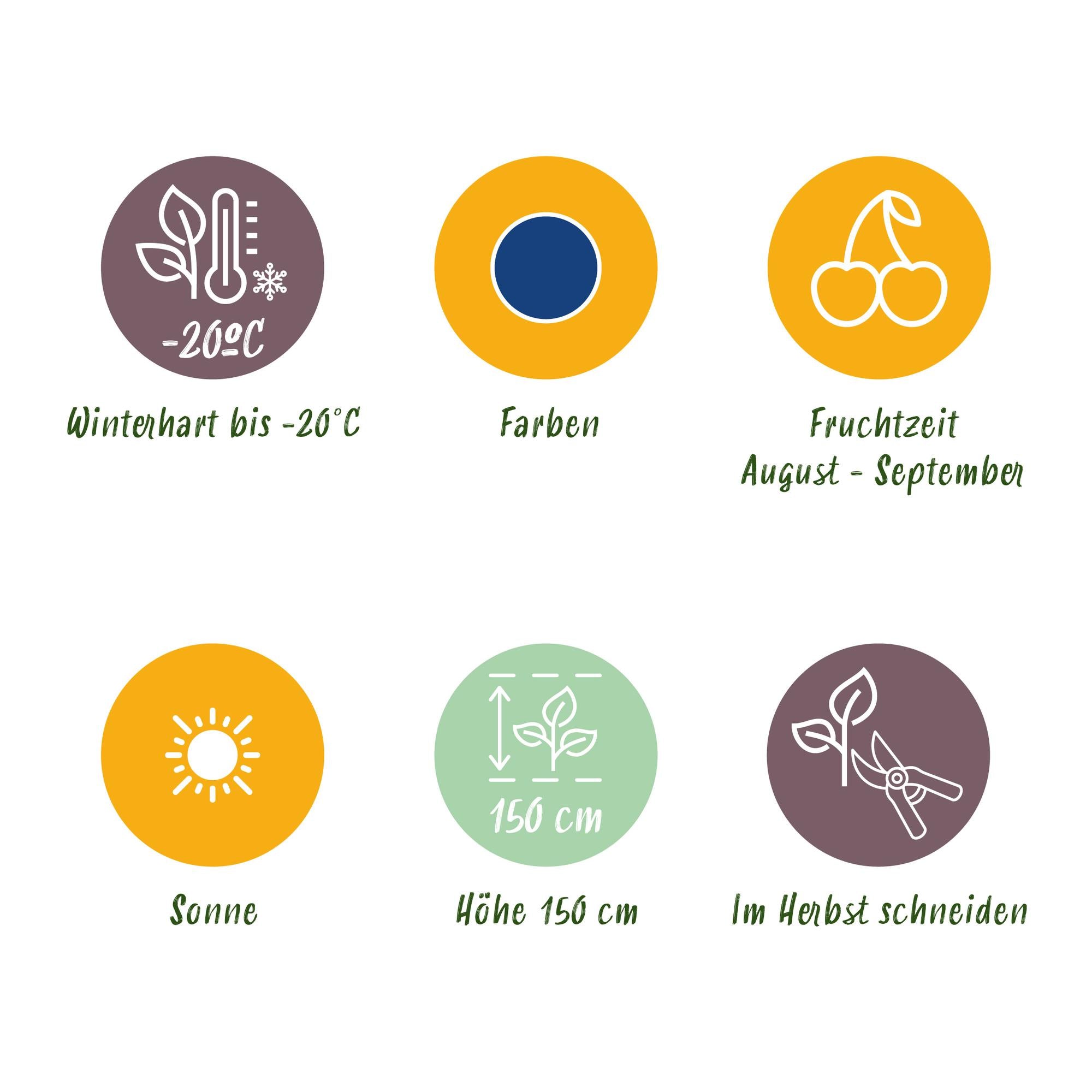 Blaubeeren - Vaccinium macrophylla Early Black - Winterhart - 3 Pflanzen - Topf 9 cm - Dunkelrote Beere