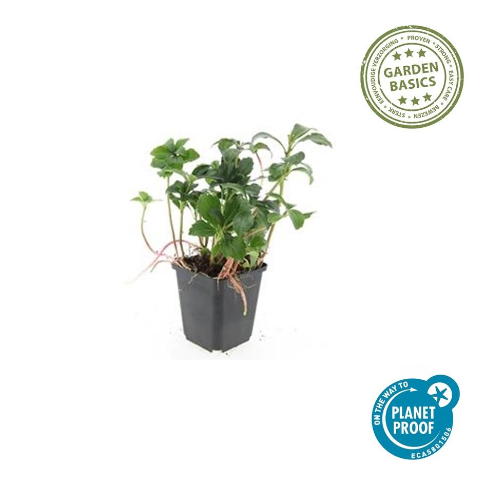 Dickmännchen - Pachysandra term. 'Green Sheen' - ↕10-25cm - Ø9cm 48 Stück