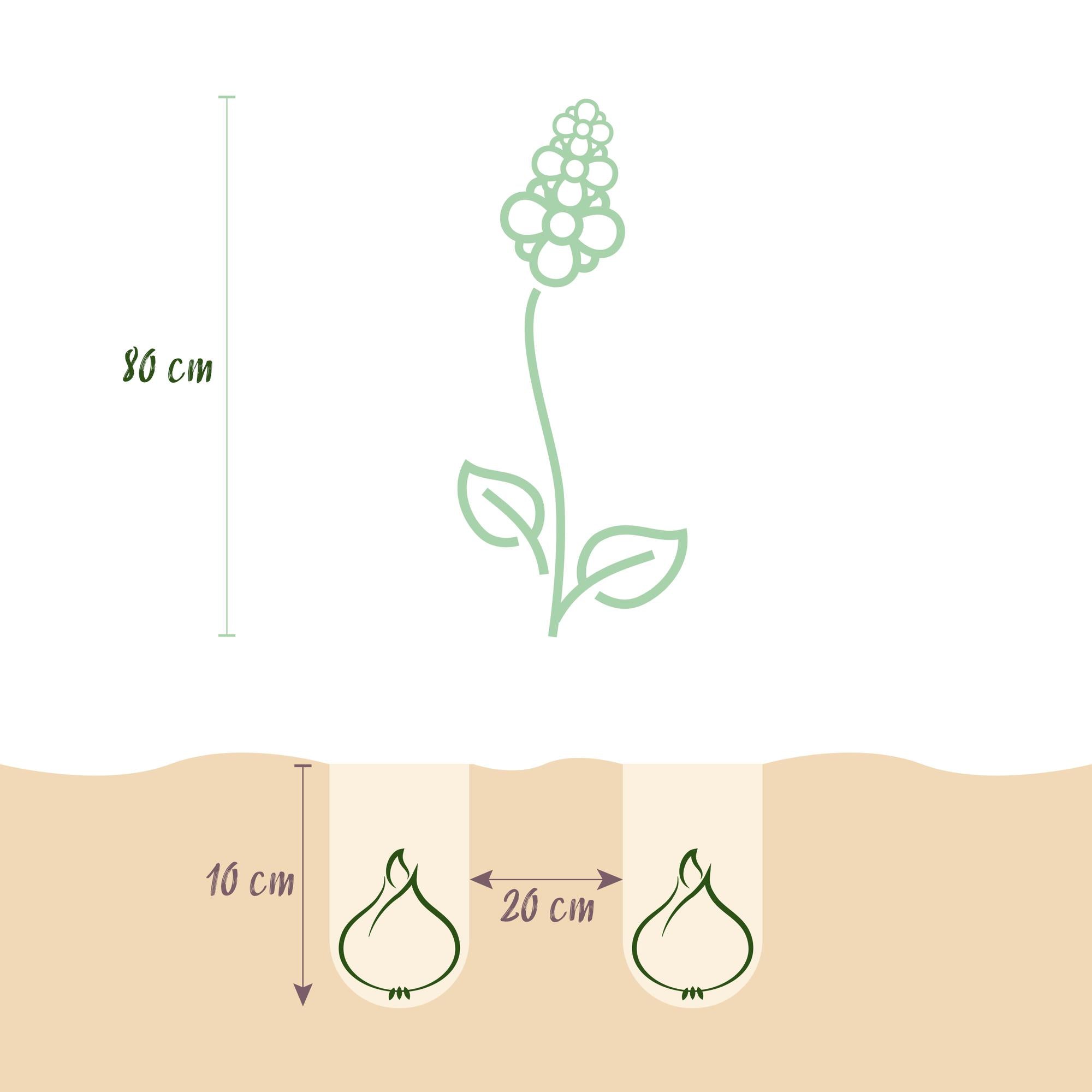 Prärielilie - Mix - Farbe Lila und Weiß - 5 Stück - Zwiebelgröße 12/14 - XXL Pack