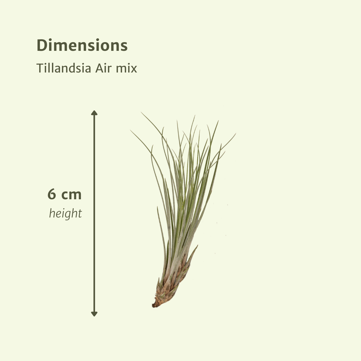 Bromelie-Luftpflanze - Tillandsia Air mix - 5 Stück - 6 cm - ø6
