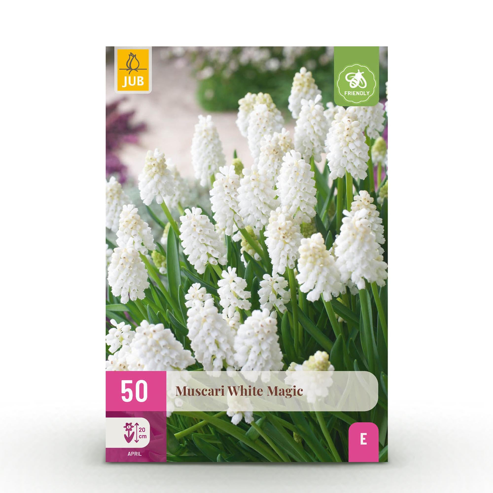 Traubenhyazinthe - Muscari White Magic - Farbe Weiß - 50 Stück - Zwiebelgröße 6/7 - XXL Pack