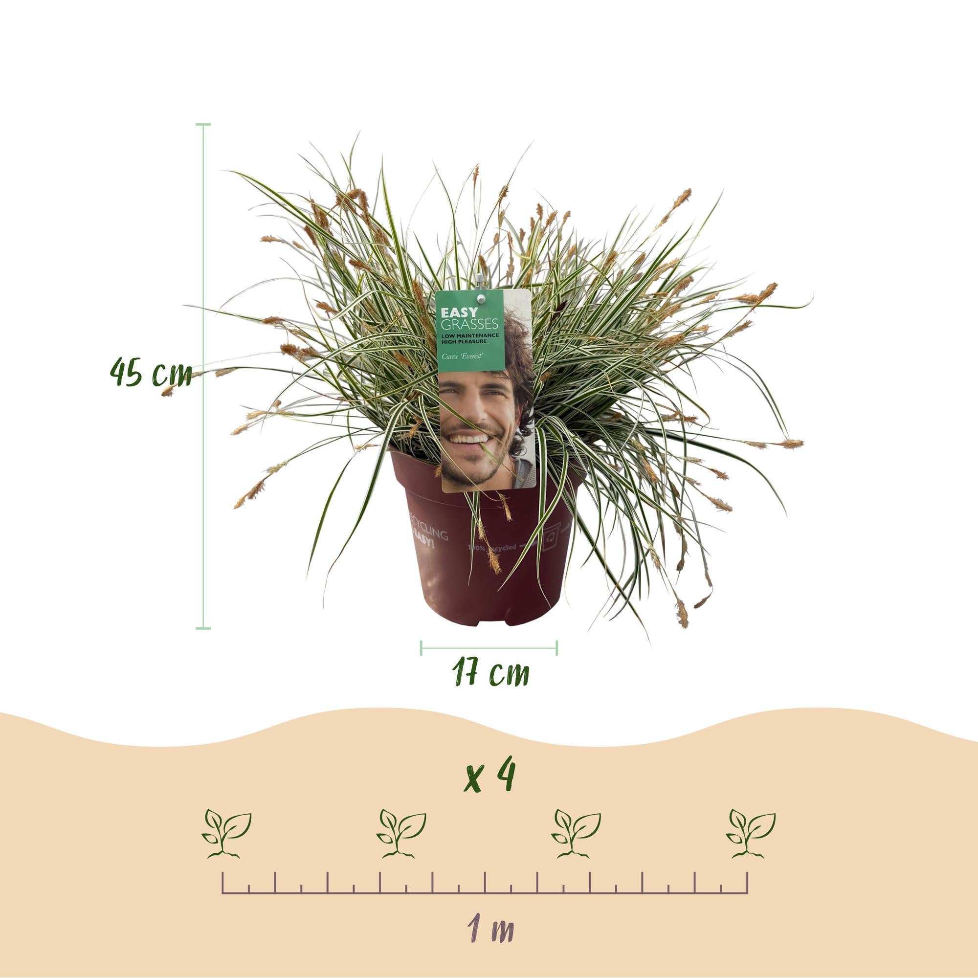 Japansegge - Carex oshimensis Everest - Weiß und Grün - 2 Pflanzen - Immergrün - Wenig Pflege - Topf 17cm Höhe 50cm