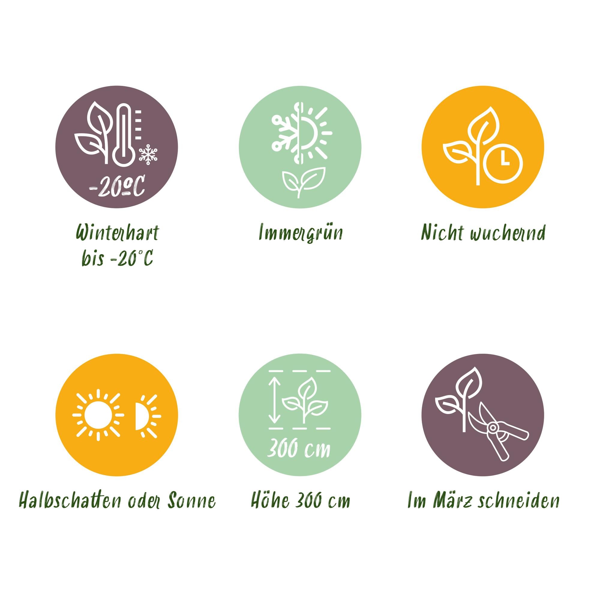 Heckeneibe - Taxus media Hilii - Blatt grün - 6 Pflanzen - 1 laufender Meter - immergrün - Topf 17cm Höhe 60cm